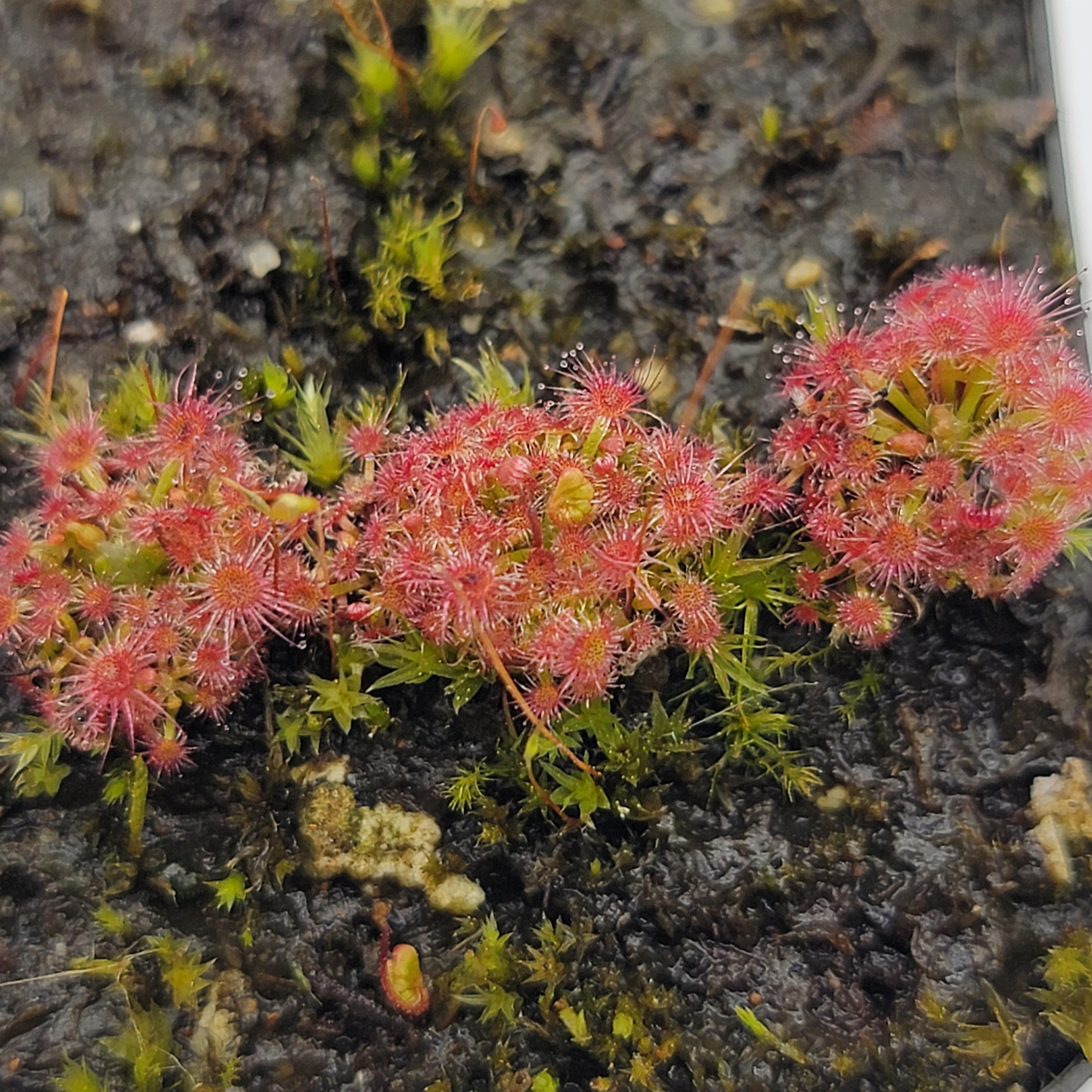 Drosera micrantha - -Rainbow Carnivorous Plants LLC