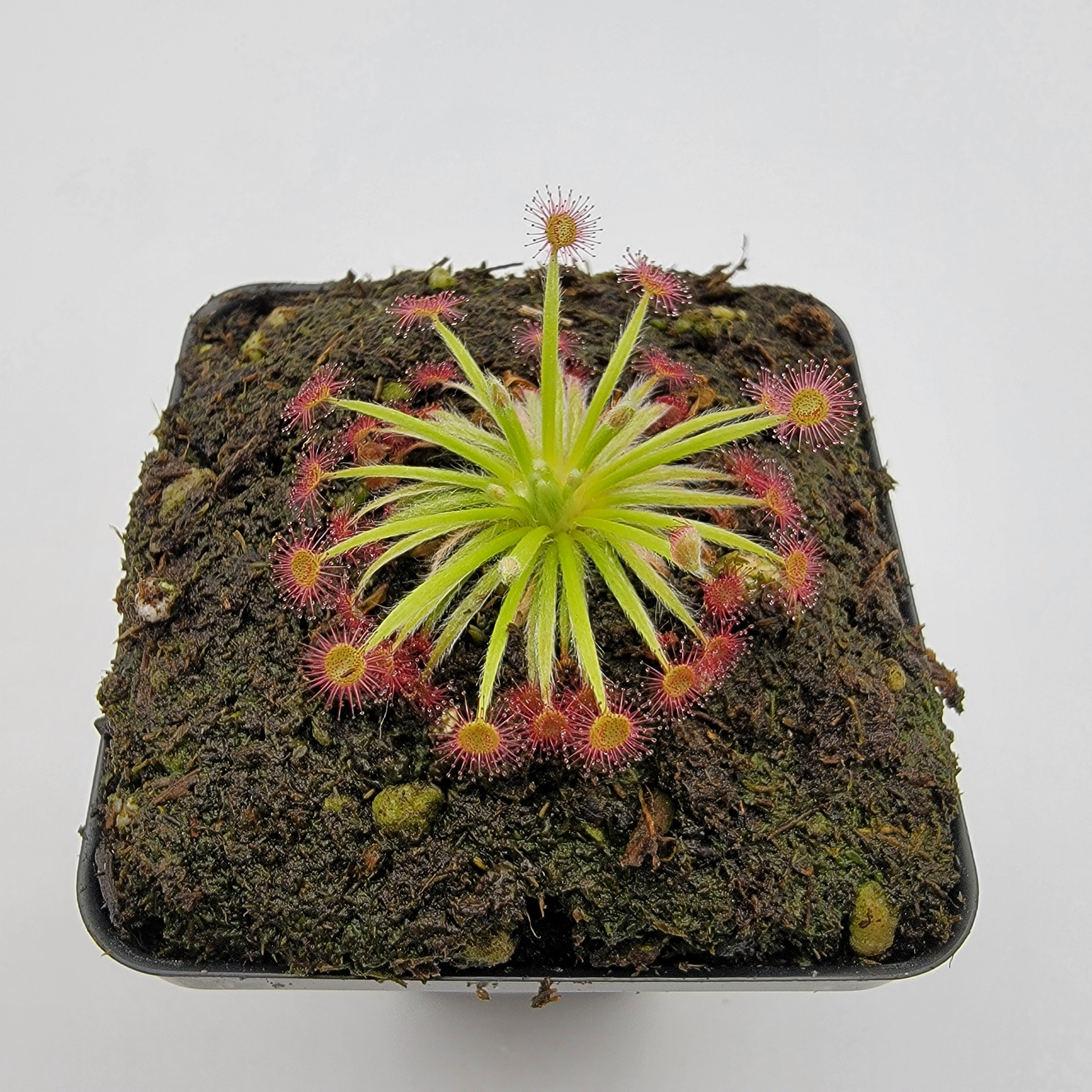 Drosera aff. lanata 'Flying Fox Creek, NT' - -Rainbow Carnivorous Plants LLC