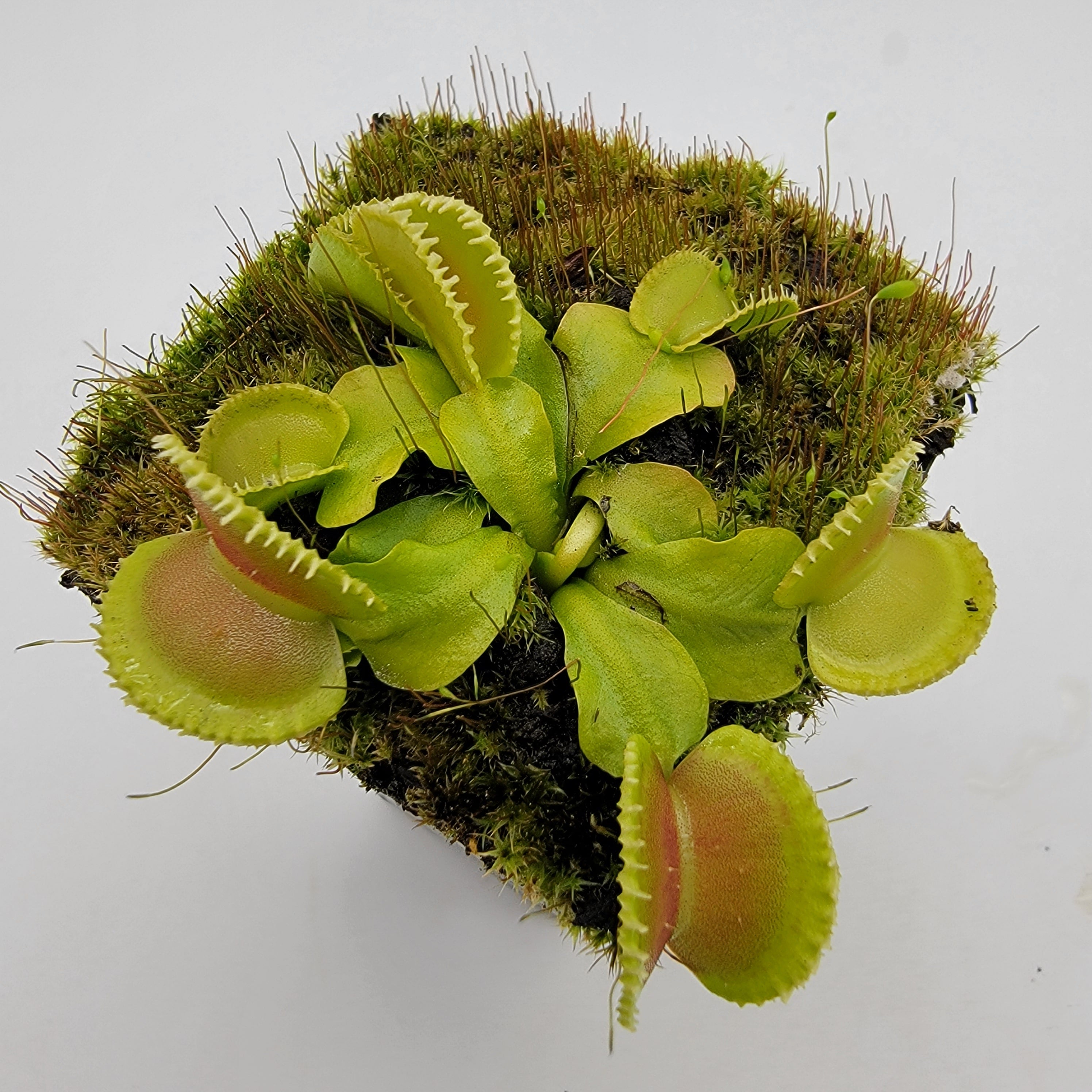 Venus flytrap (Dionaea muscipula) 'Cracker' -Venus flytrap -Rainbow Carnivorous Plants LLC