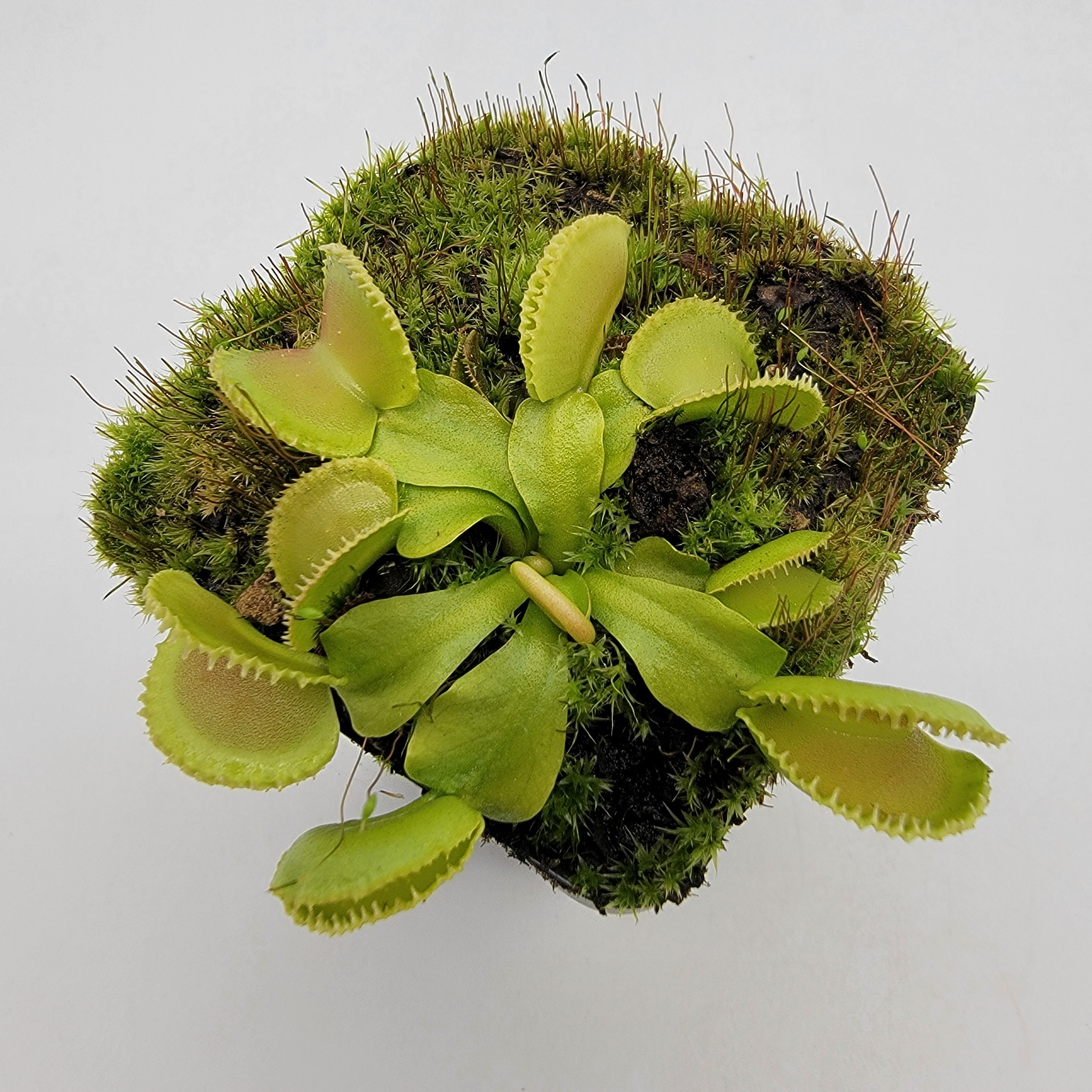Venus flytrap (Dionaea muscipula) 'Cracker' -Venus flytrap -Rainbow Carnivorous Plants LLC