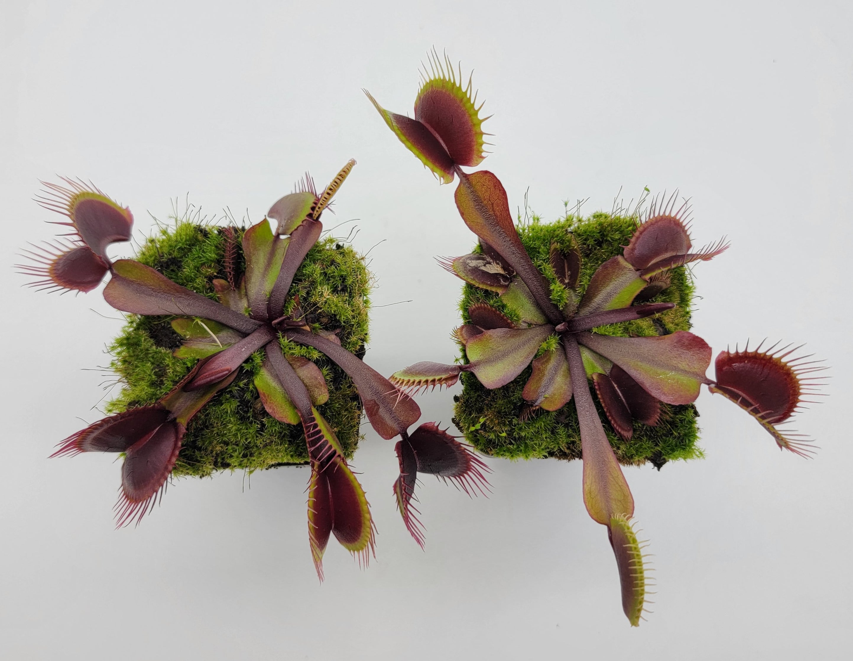 Venus flytrap (Dionaea muscipula) 'Red Burgundy' - -Rainbow Carnivorous Plants LLC