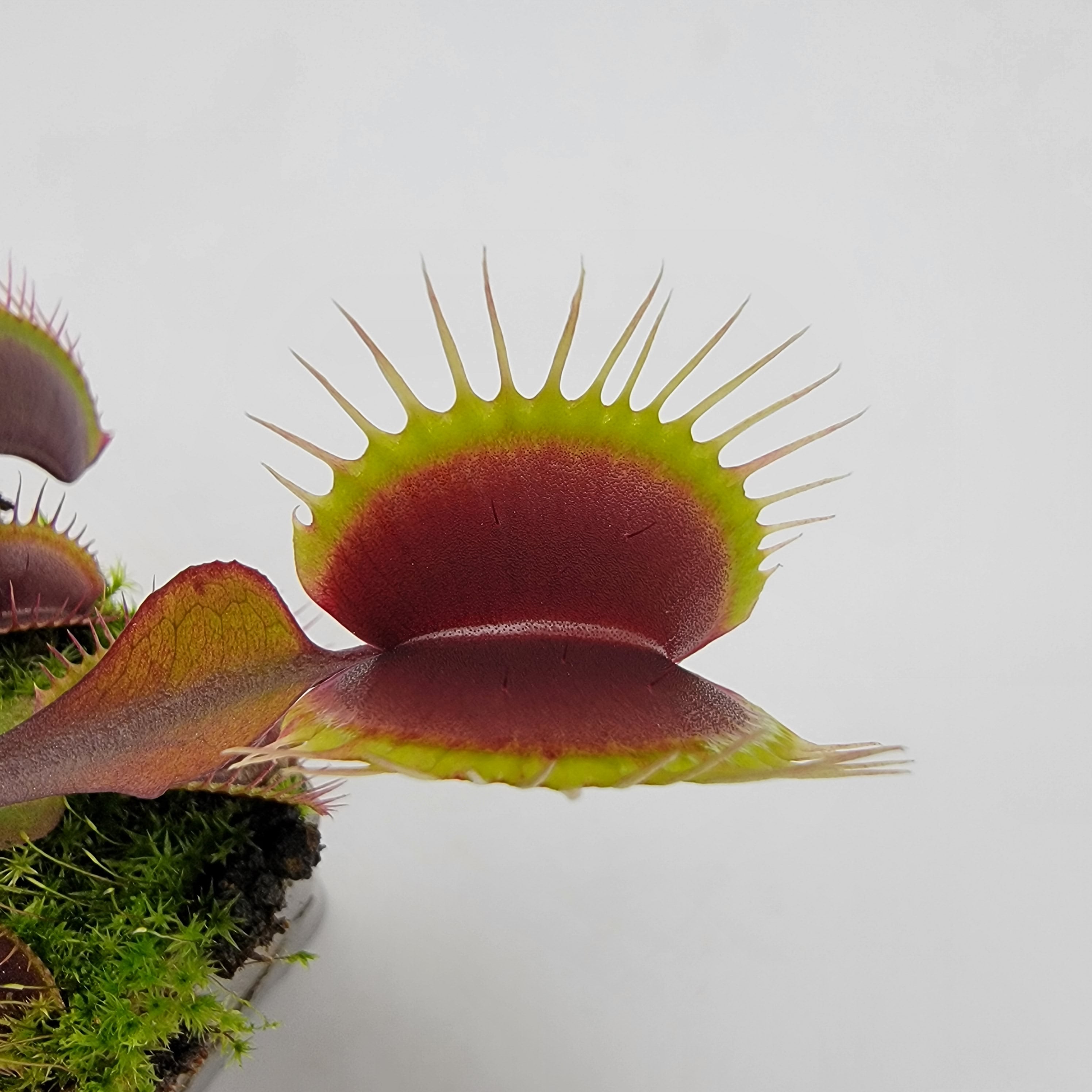Venus flytrap (Dionaea muscipula) 'Red Burgundy' - -Rainbow Carnivorous Plants LLC