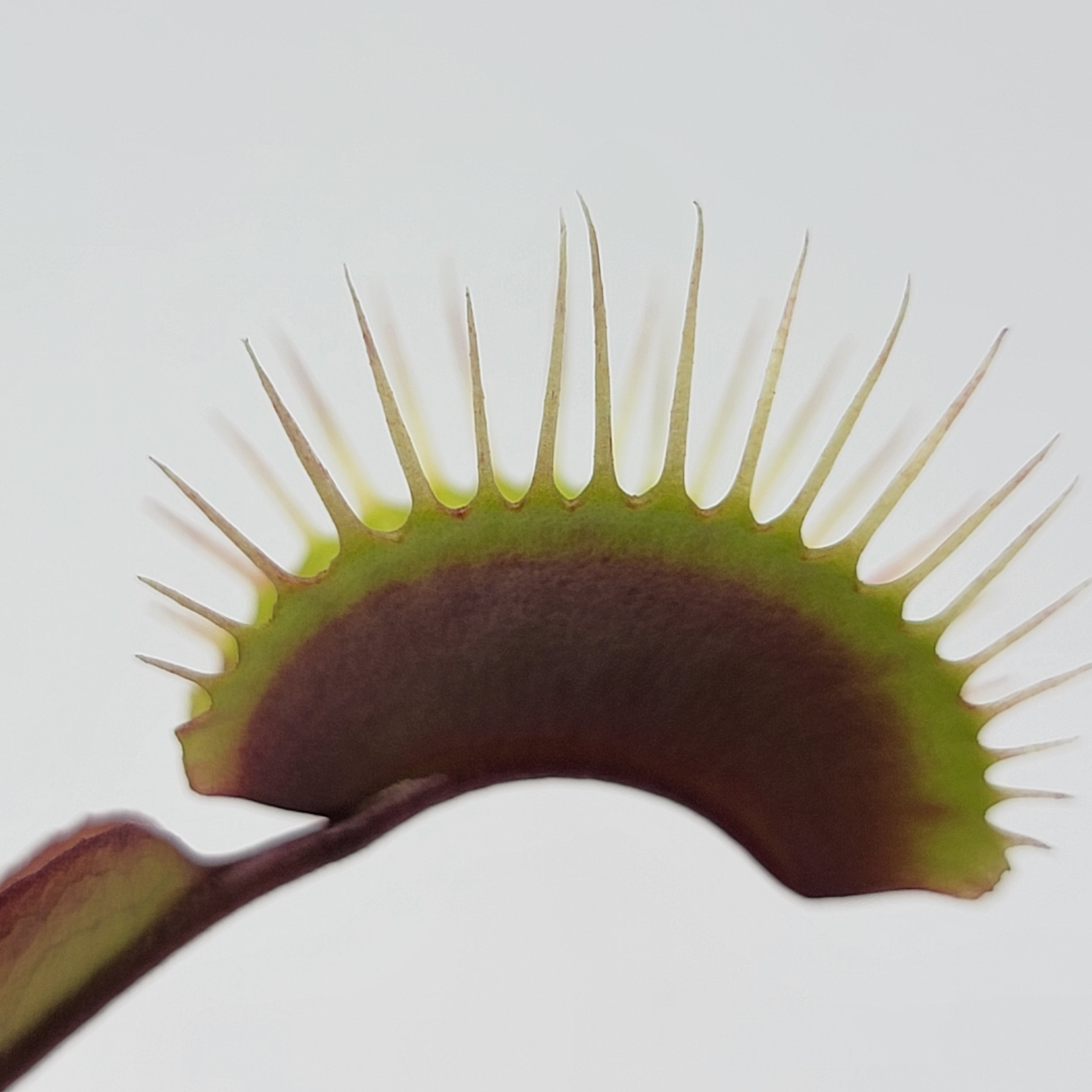 Venus flytrap (Dionaea muscipula) 'Red Burgundy' - -Rainbow Carnivorous Plants LLC