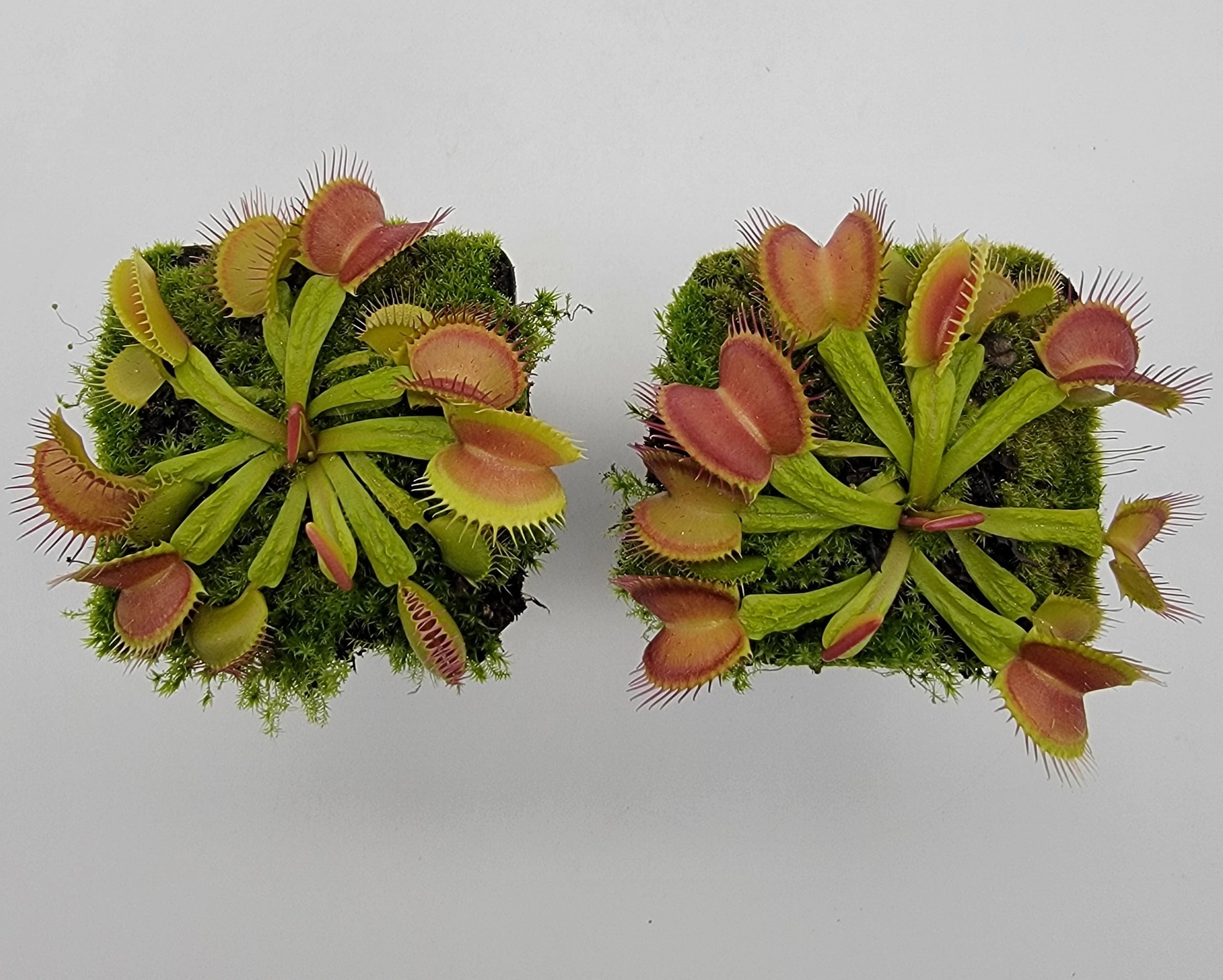 Venus flytrap (Dionaea muscipula) 'Schuppenstiel II' -Venus flytrap -Rainbow Carnivorous Plants LLC
