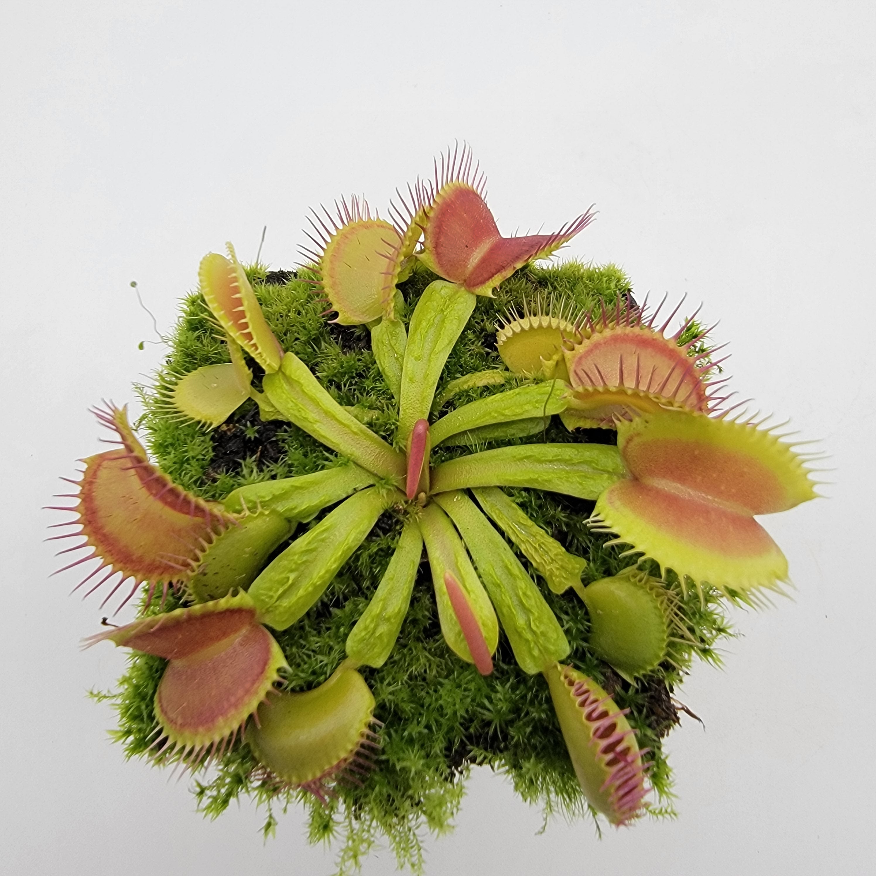 Venus flytrap (Dionaea muscipula) 'Schuppenstiel II' -Venus flytrap -Rainbow Carnivorous Plants LLC