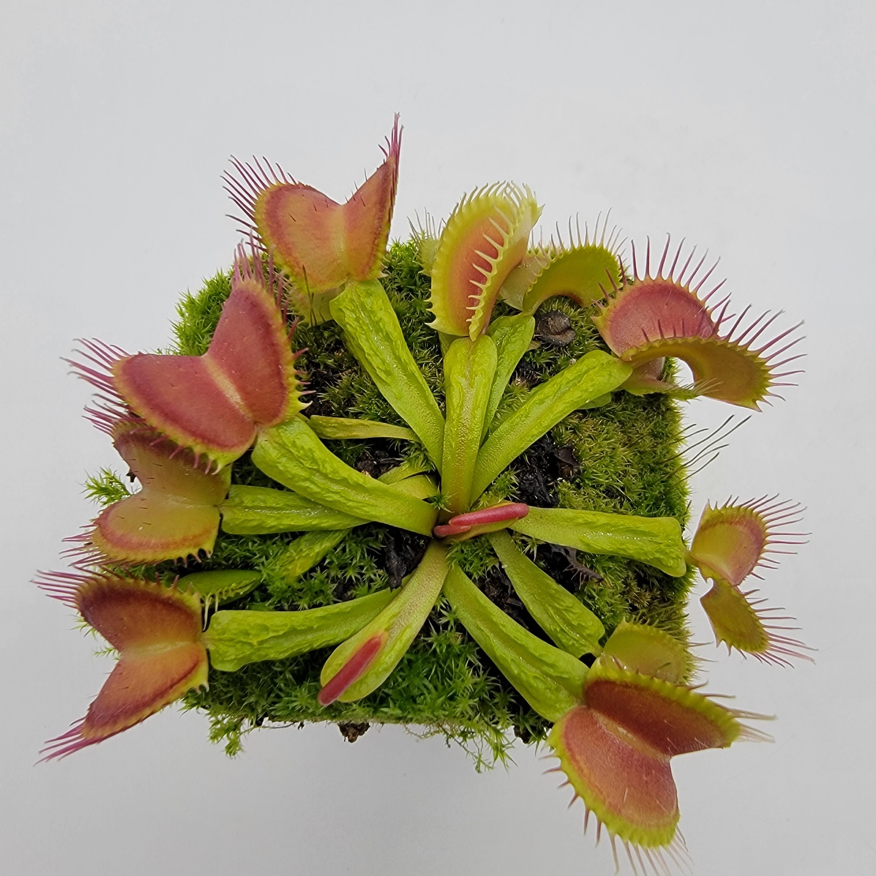 Venus flytrap (Dionaea muscipula) 'Schuppenstiel II' -Venus flytrap -Rainbow Carnivorous Plants LLC