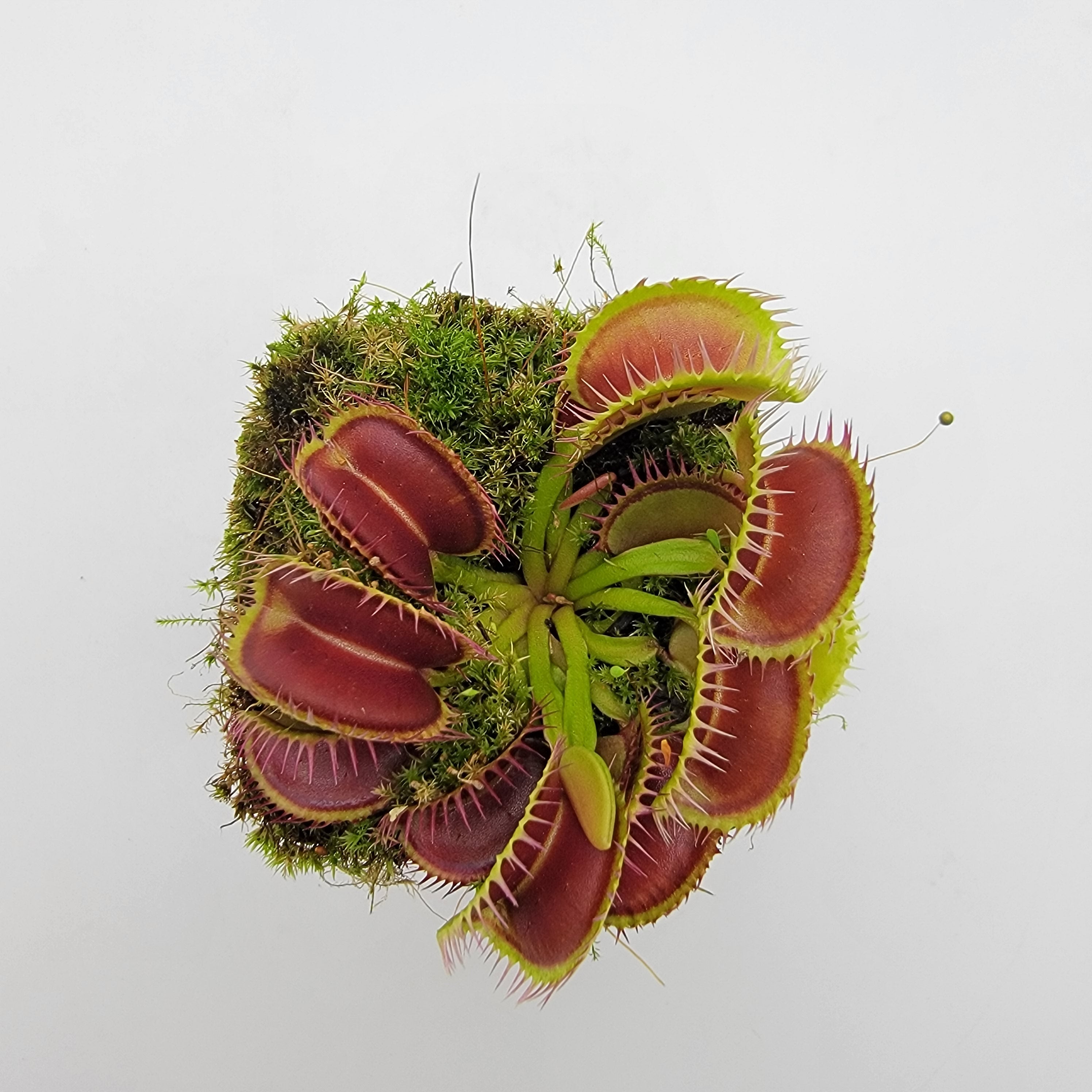Venus flytrap (Dionaea muscipula) 'Louchapates' - -Rainbow Carnivorous Plants LLC