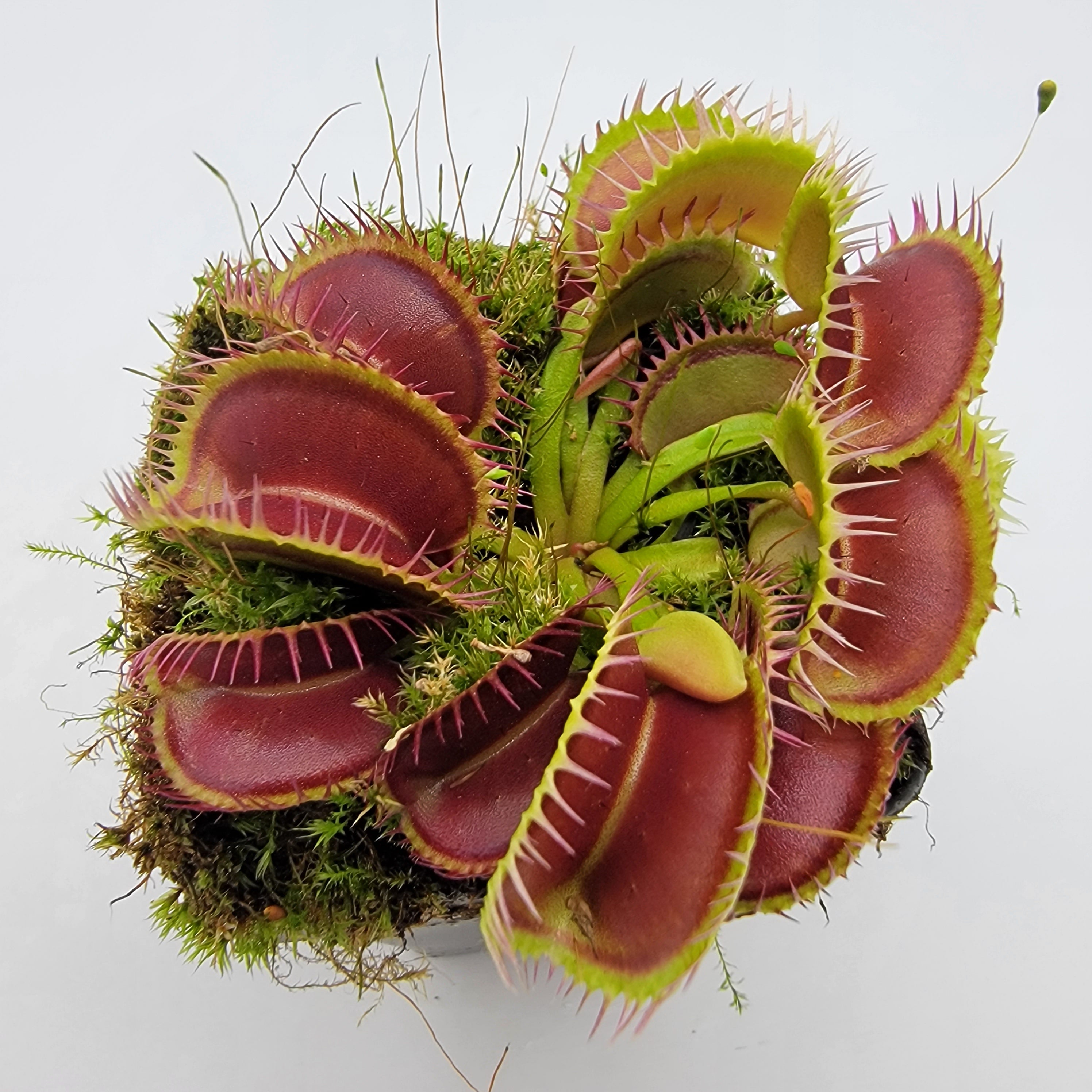 Venus flytrap (Dionaea muscipula) 'Louchapates' - -Rainbow Carnivorous Plants LLC