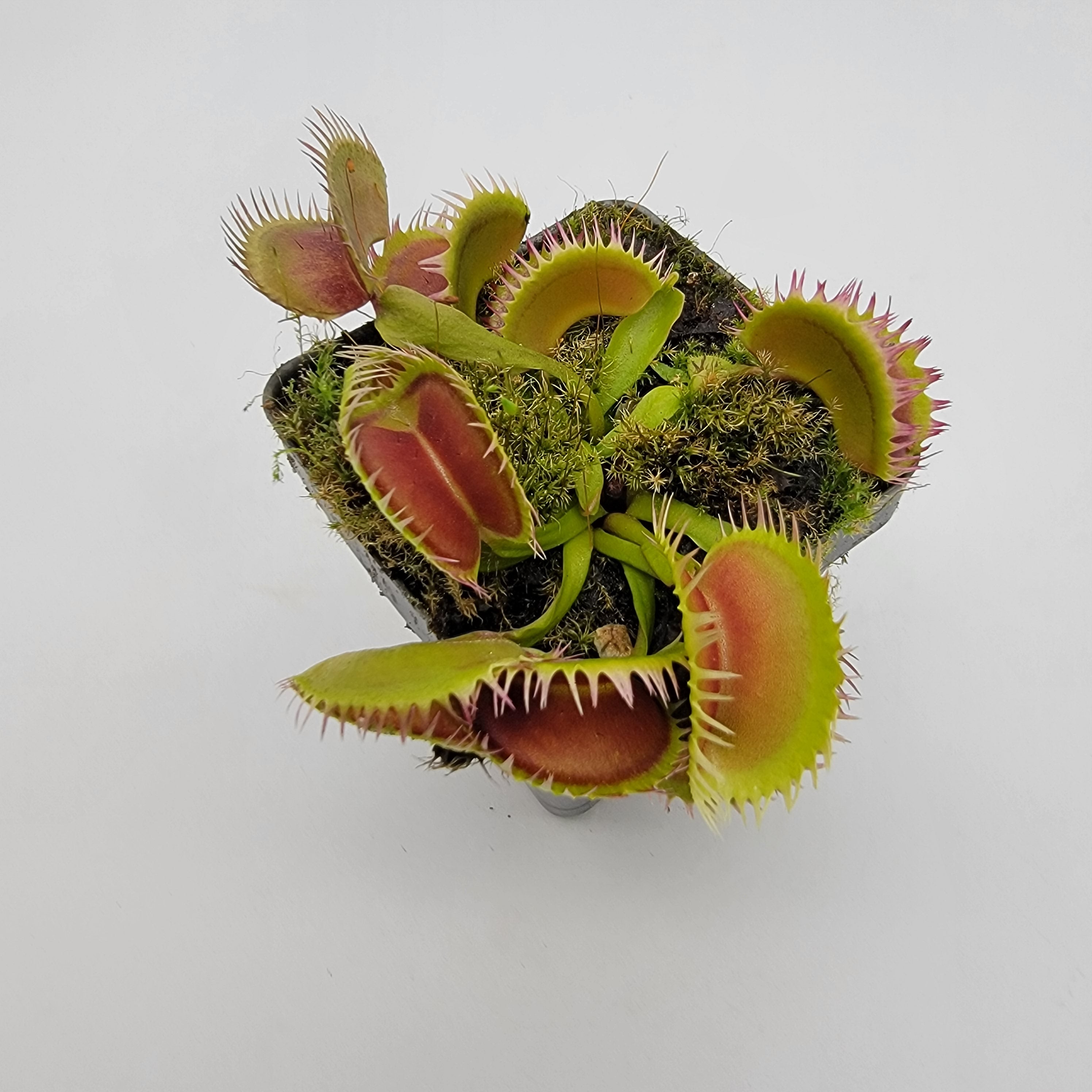 Venus flytrap (Dionaea muscipula) 'Louchapates' - -Rainbow Carnivorous Plants LLC