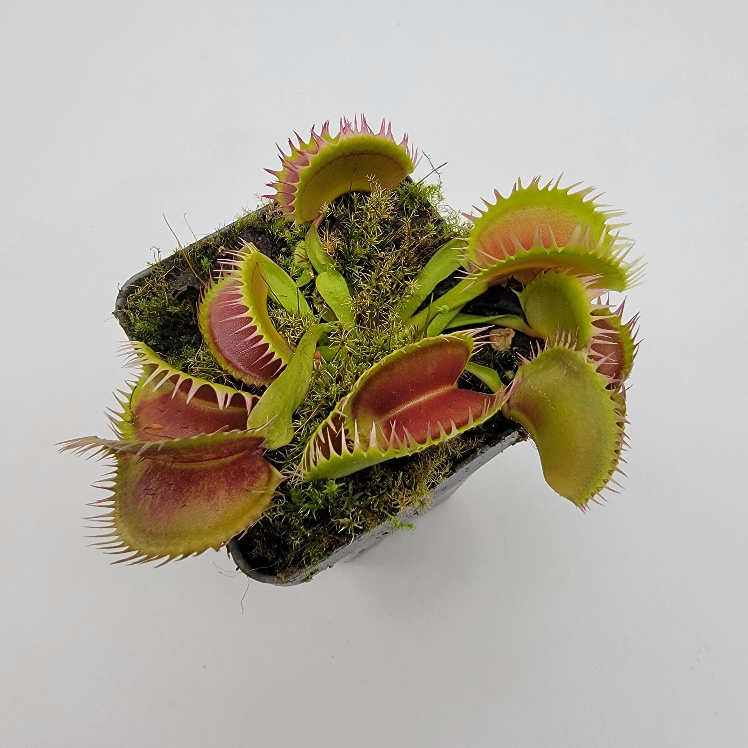 Venus flytrap (Dionaea muscipula) 'Louchapates' - -Rainbow Carnivorous Plants LLC