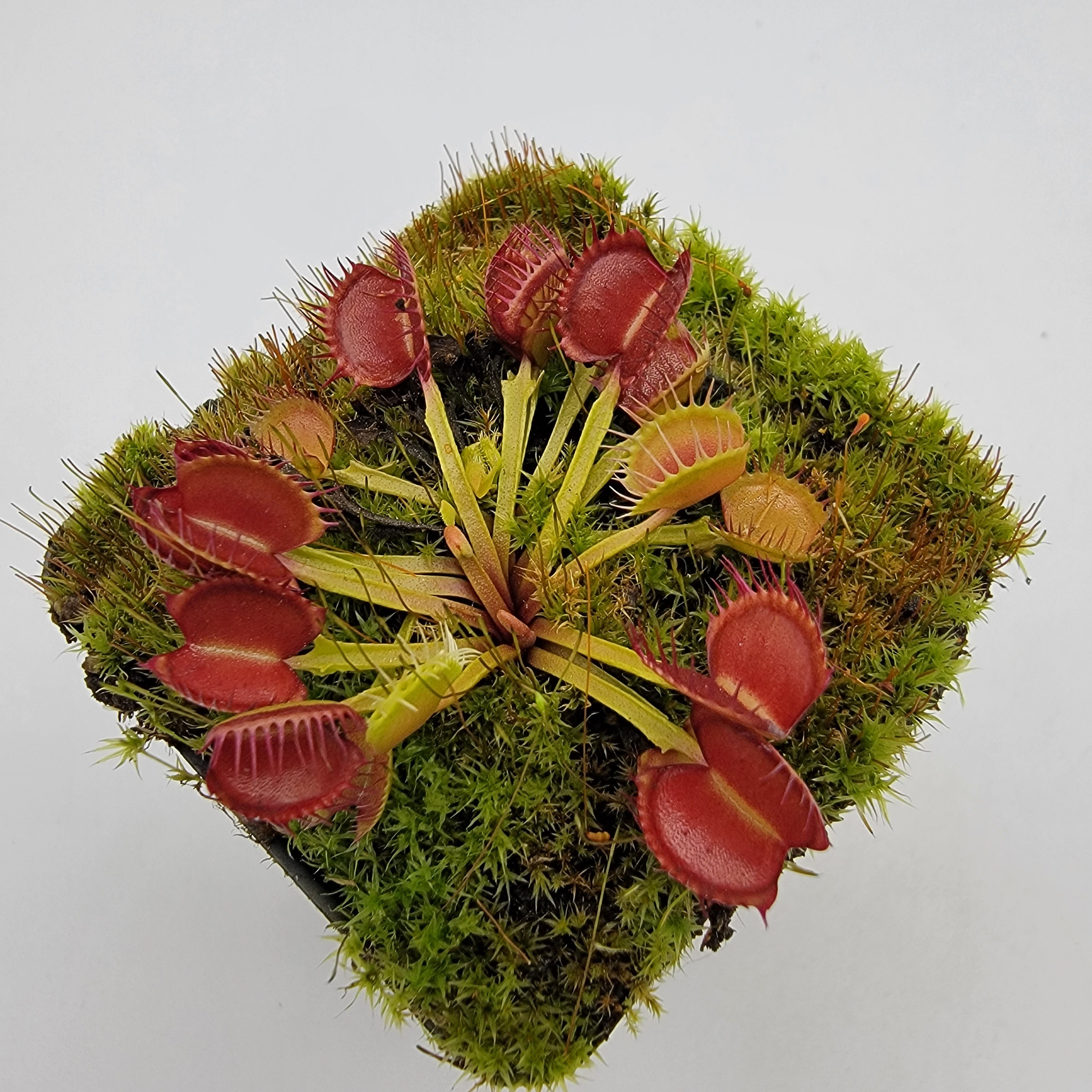 Venus flytrap (Dionaea muscipula) 'Long Red Fingers' - -Rainbow Carnivorous Plants LLC