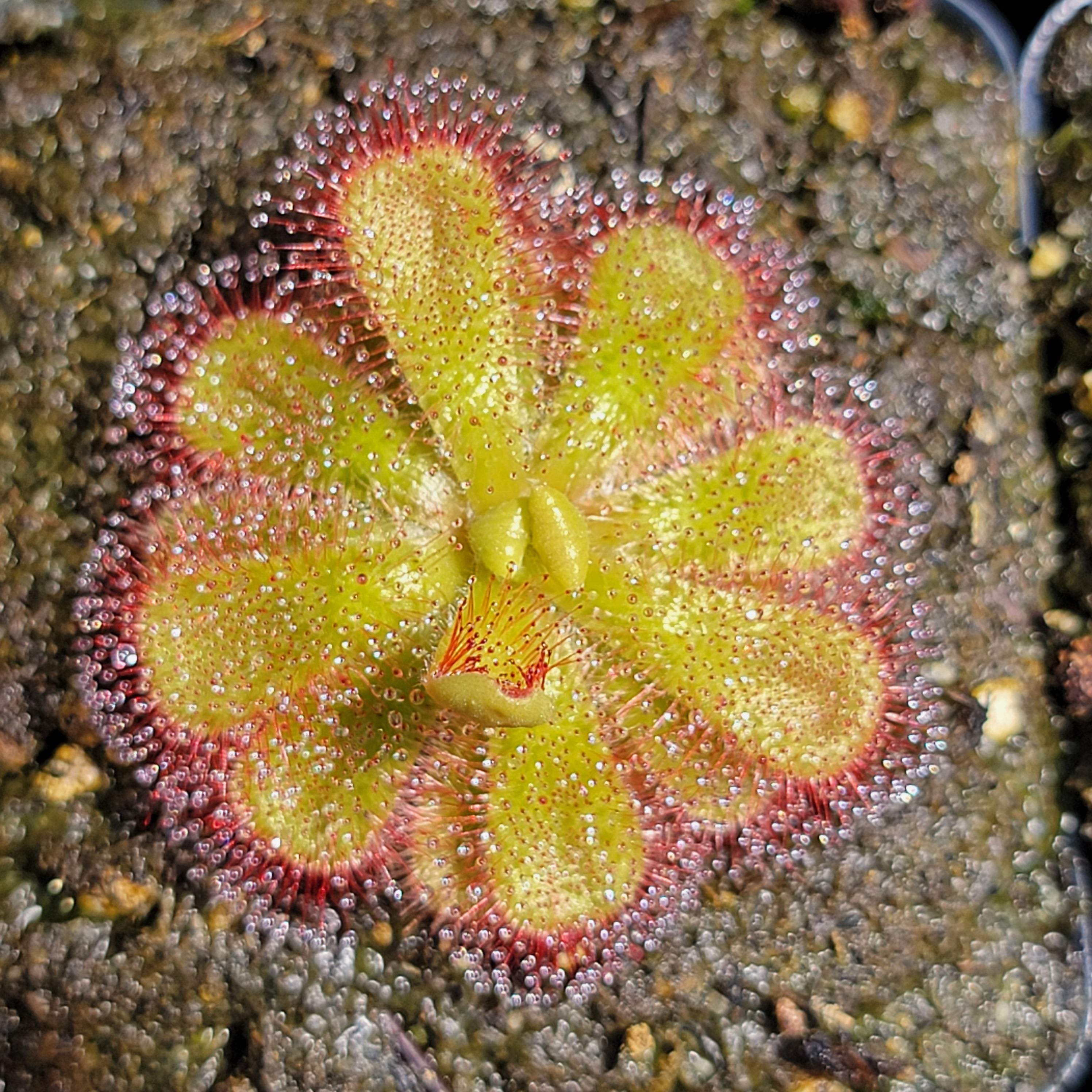 Drosera cuneifolia {Table Mountains, South Africa} - -Rainbow Carnivorous Plants LLC