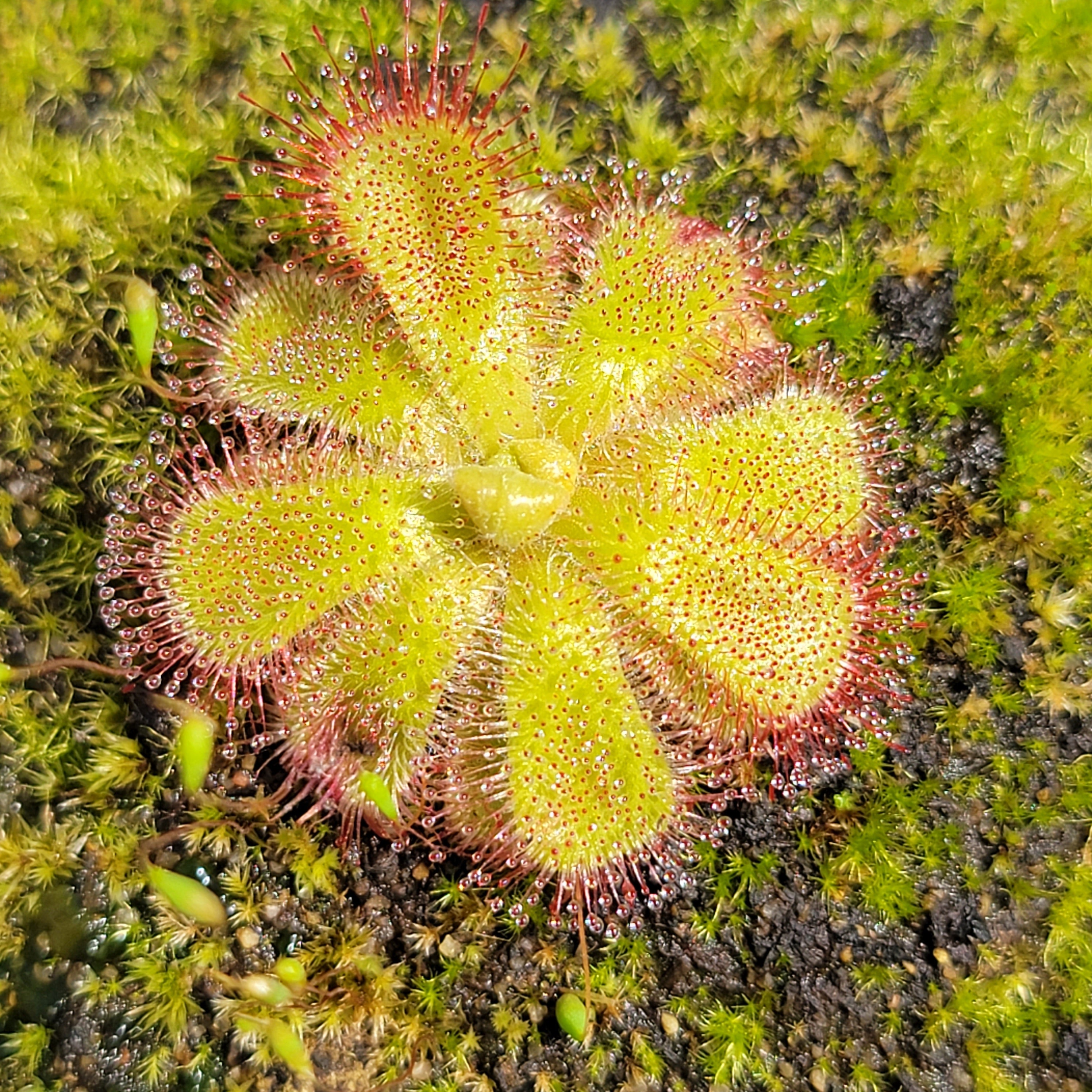 Drosera cuneifolia {Table Mountains, South Africa} - -Rainbow Carnivorous Plants LLC