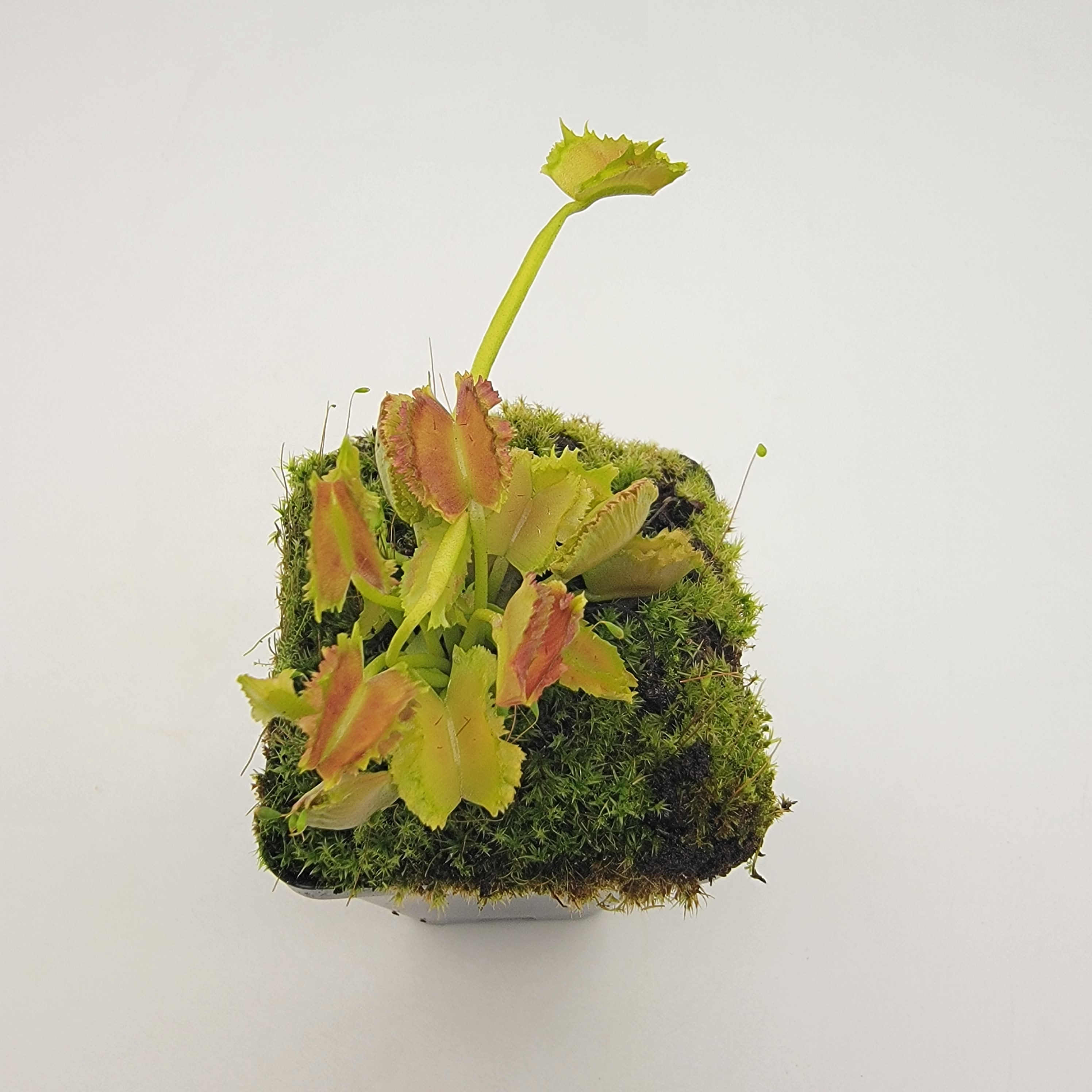 Venus flytrap (Dionaea muscipula) "Biohazard II" - Rainbow Carnivorous Plants LLC