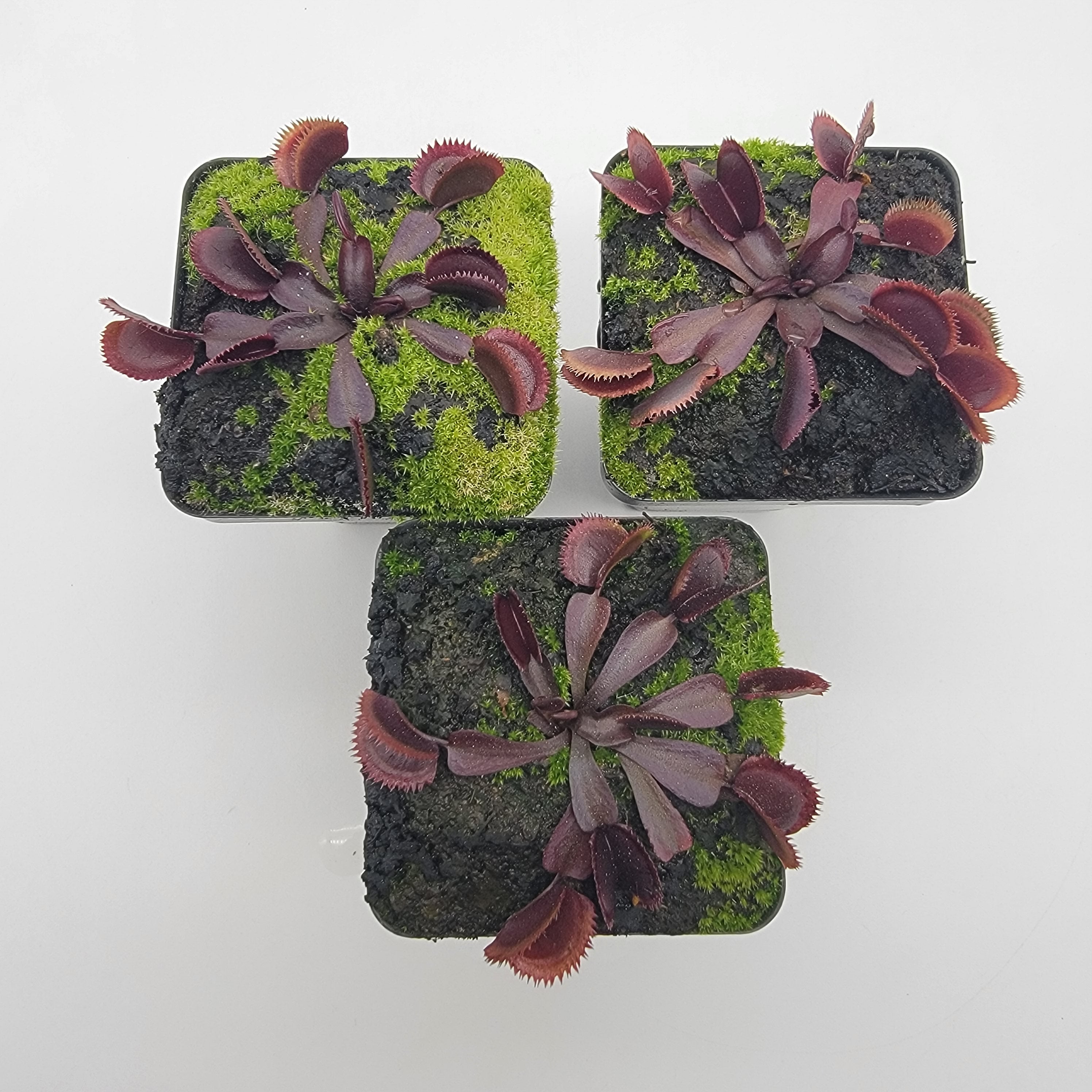 Venus flytrap (Dionaea muscipula) "Midnight" - -Rainbow Carnivorous Plants LLC