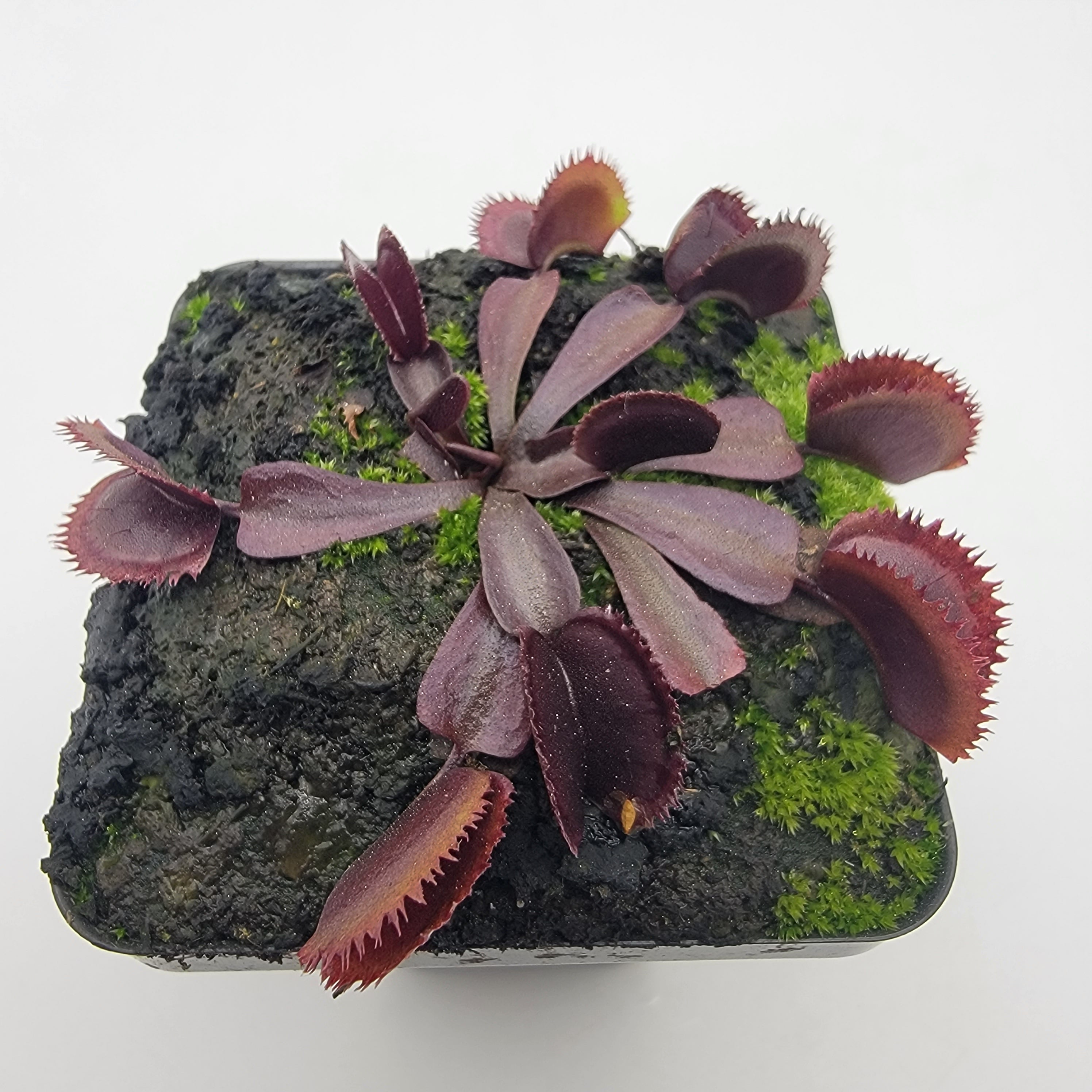 Venus flytrap (Dionaea muscipula) "Midnight" - -Rainbow Carnivorous Plants LLC