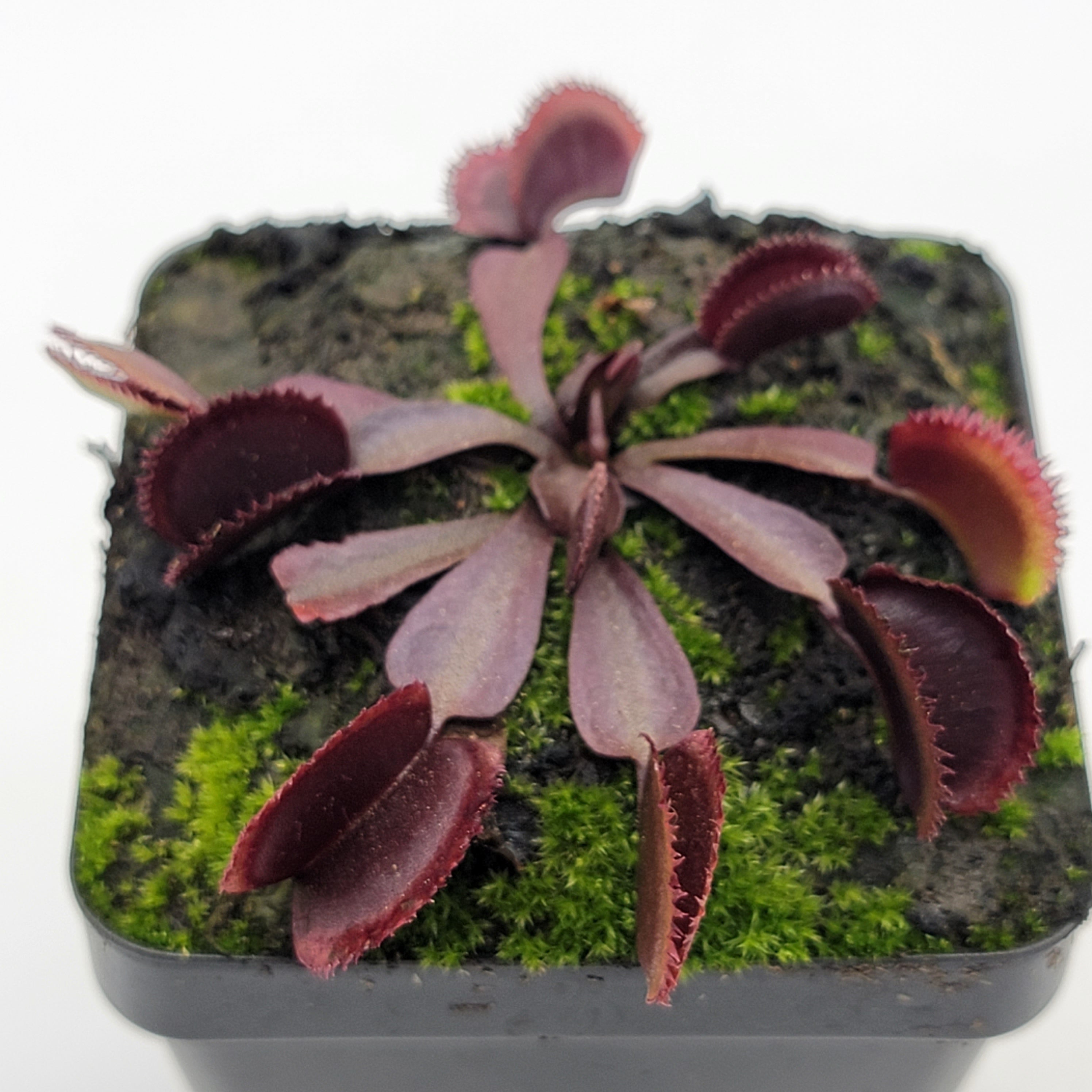 Venus flytrap (Dionaea muscipula) "Midnight" - -Rainbow Carnivorous Plants LLC