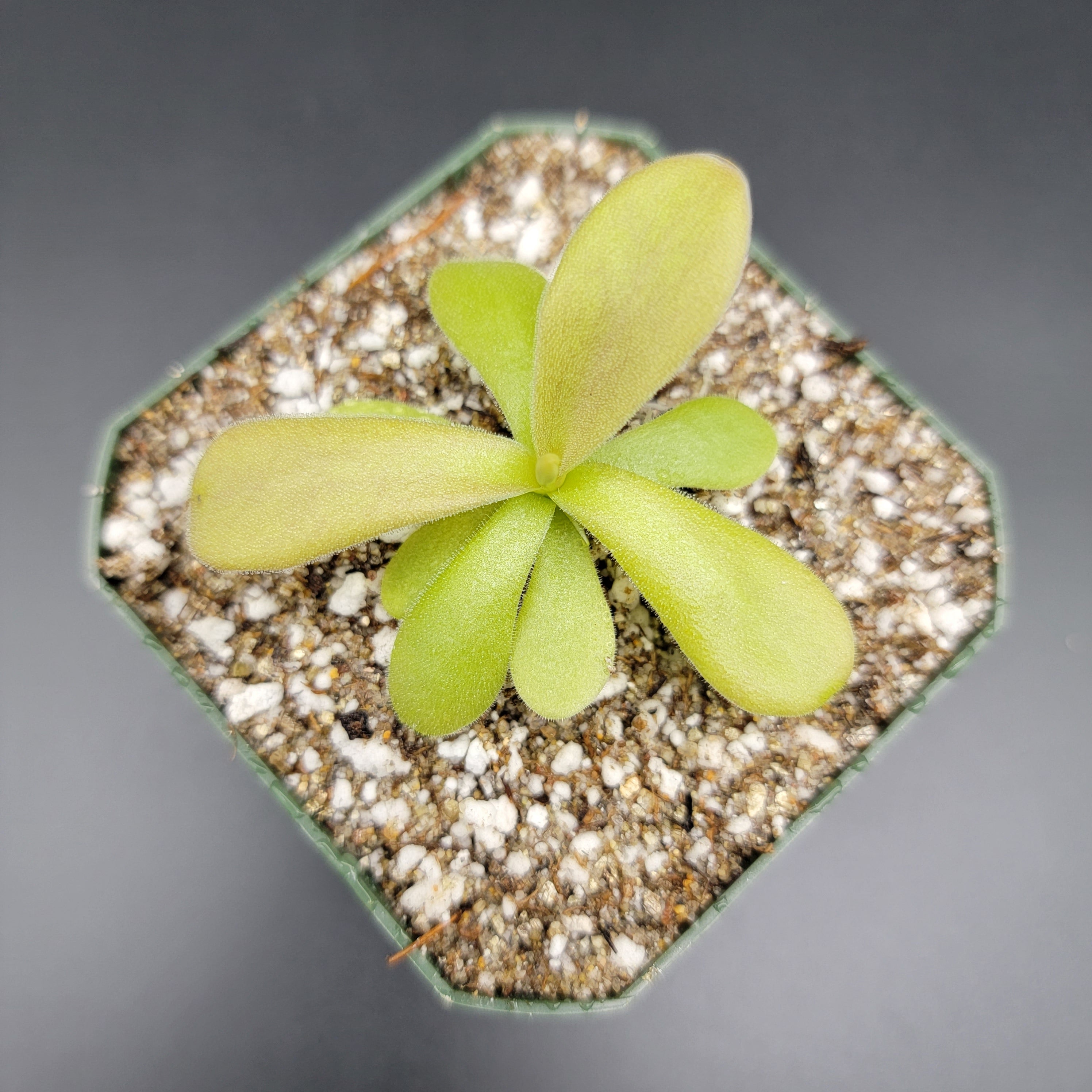 Pinguicula gigantea red -Butterworts -Rainbow Carnivorous Plants LLC