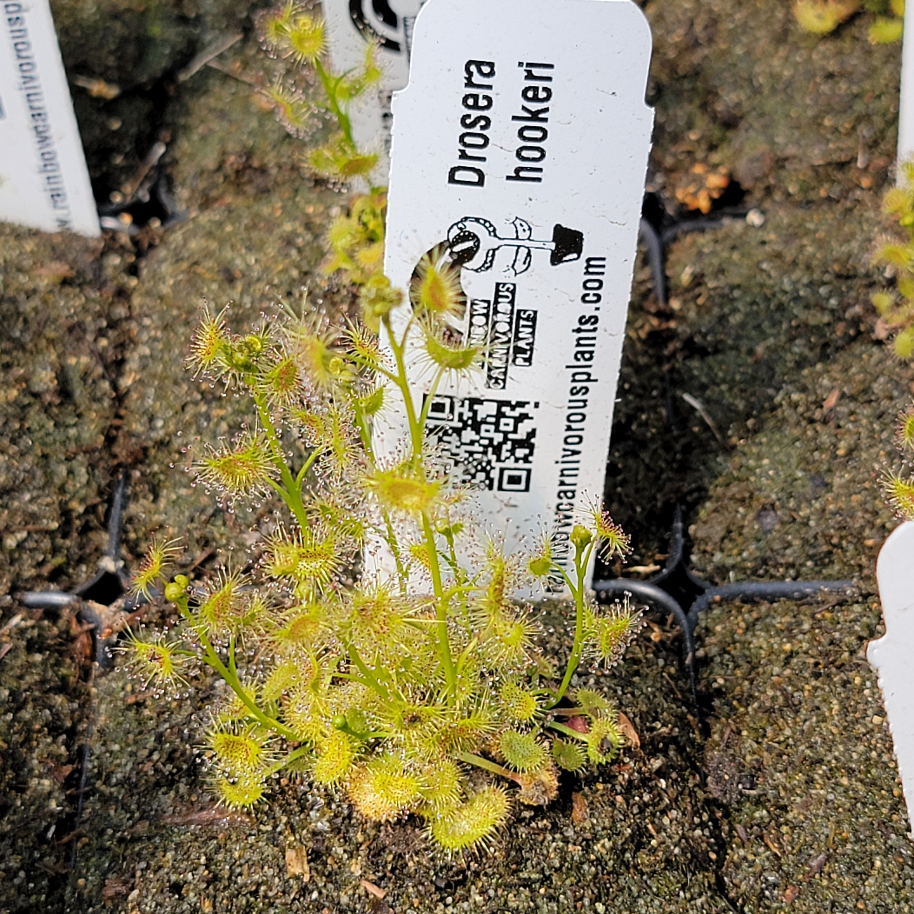 Drosera hookeri - Rainbow Carnivorous Plants LLC