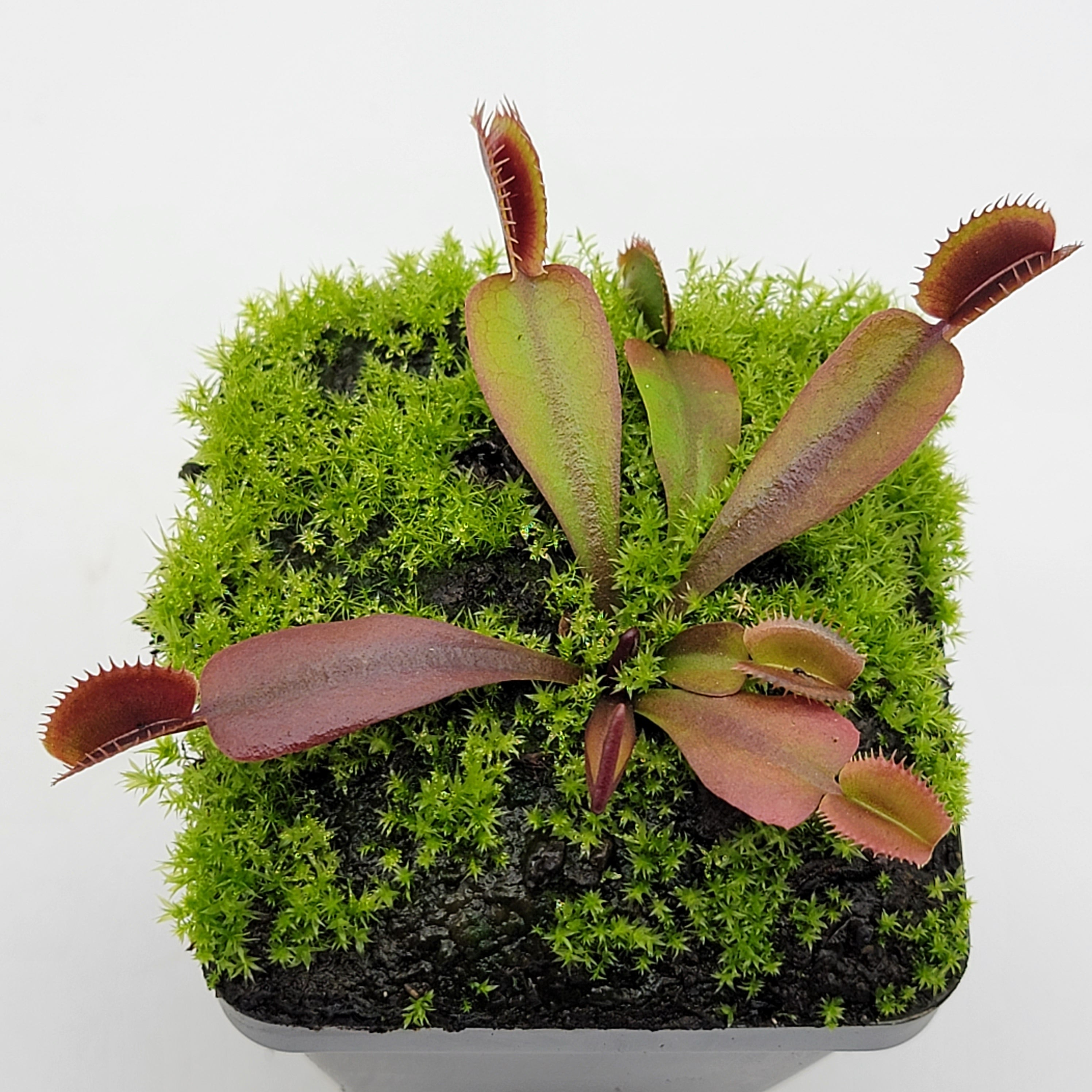Venus flytrap (Dionaea muscipula) "Red Shark Teeth" - -Rainbow Carnivorous Plants LLC