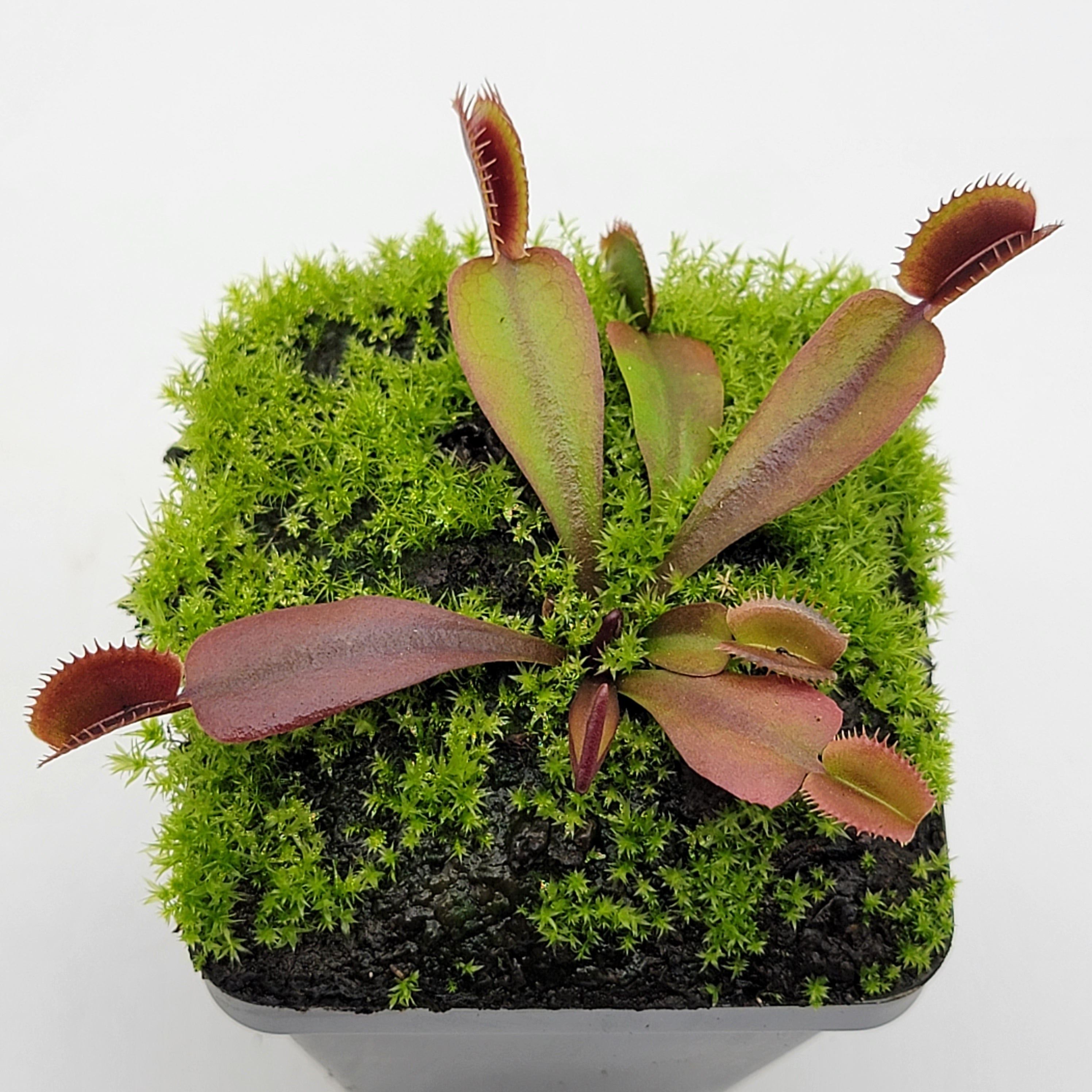 Venus flytrap (Dionaea muscipula) "Red Shark Teeth" - -Rainbow Carnivorous Plants LLC