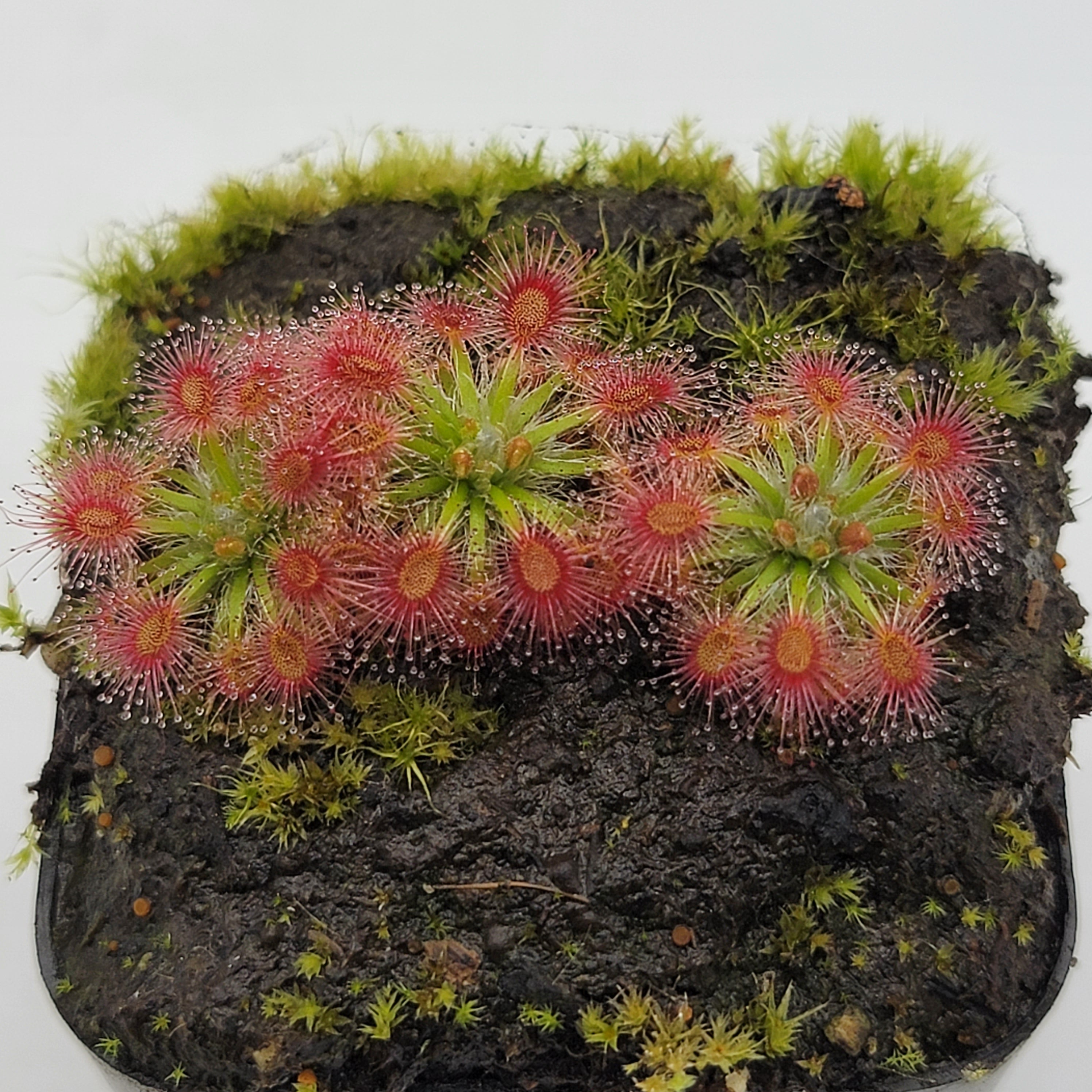 Drosera x 'Dork's Pink' - -Rainbow Carnivorous Plants LLC