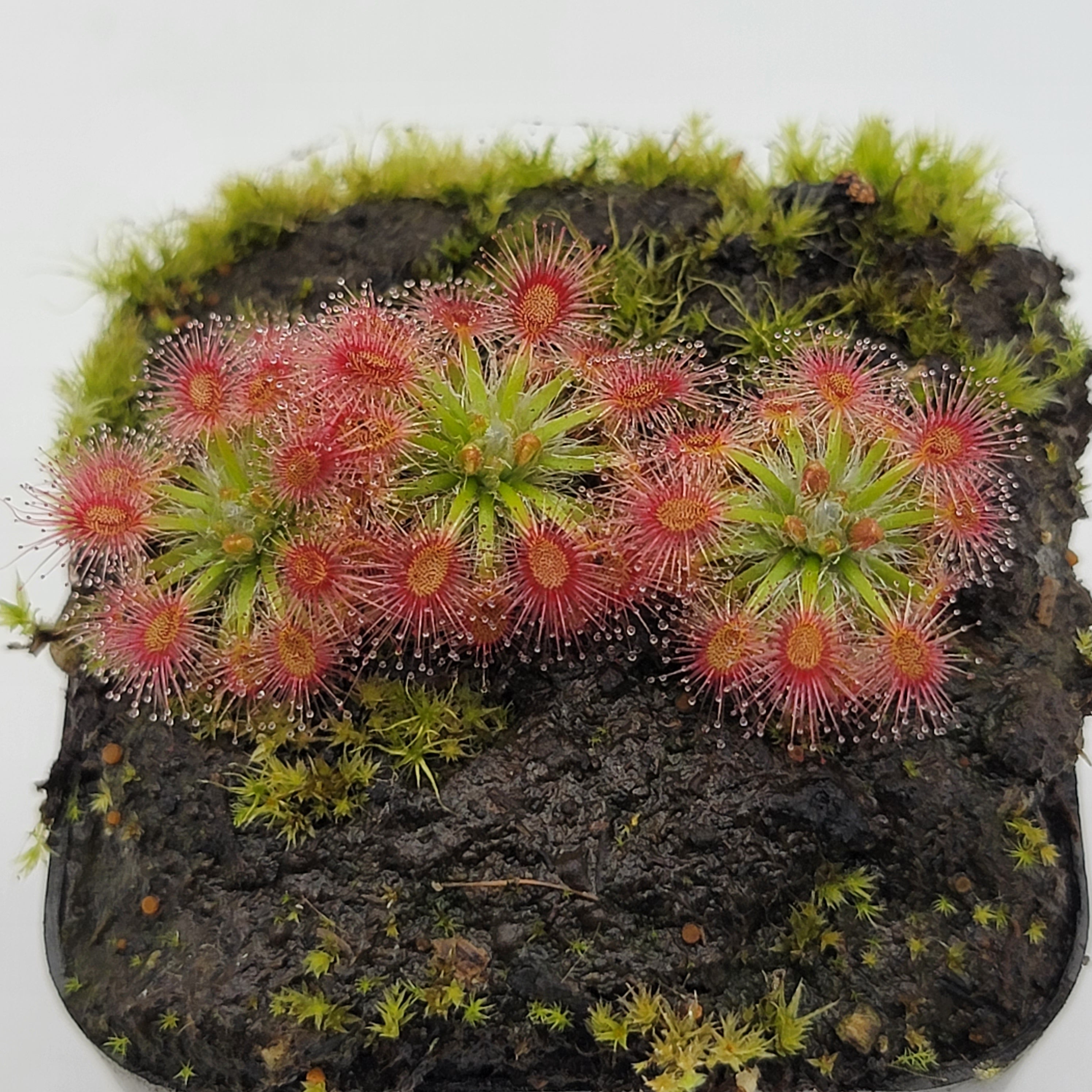 Drosera x 'Dork's Pink' - -Rainbow Carnivorous Plants LLC