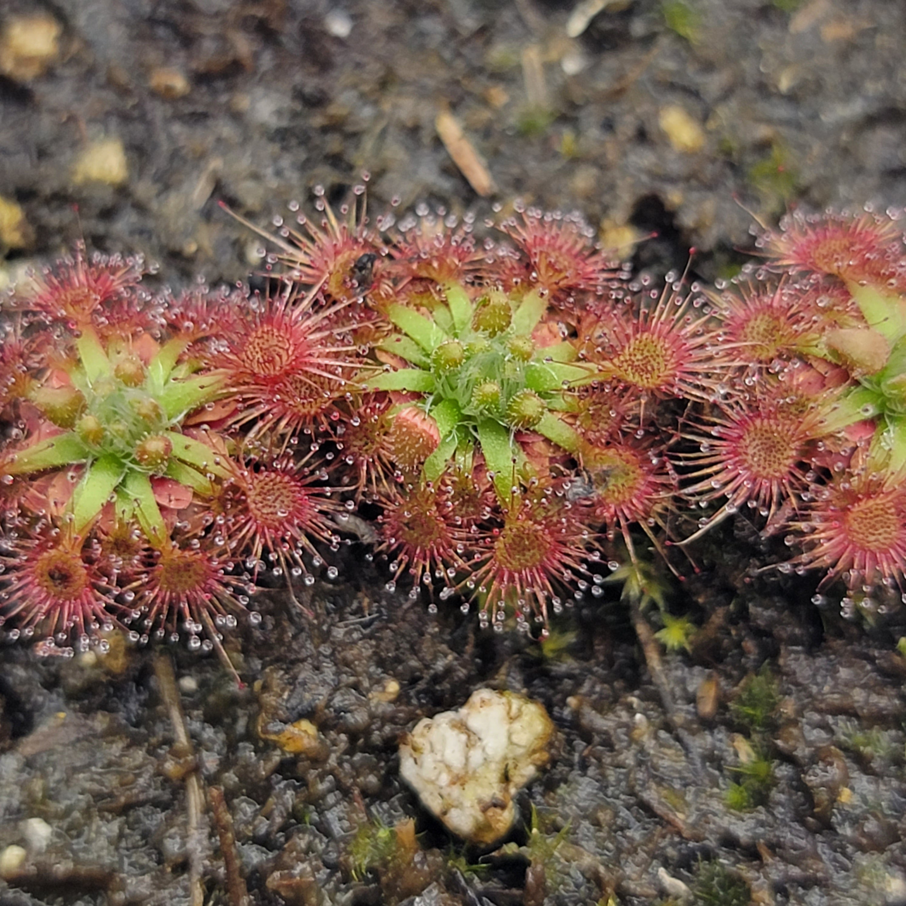 Drosera nitidula - -Rainbow Carnivorous Plants LLC