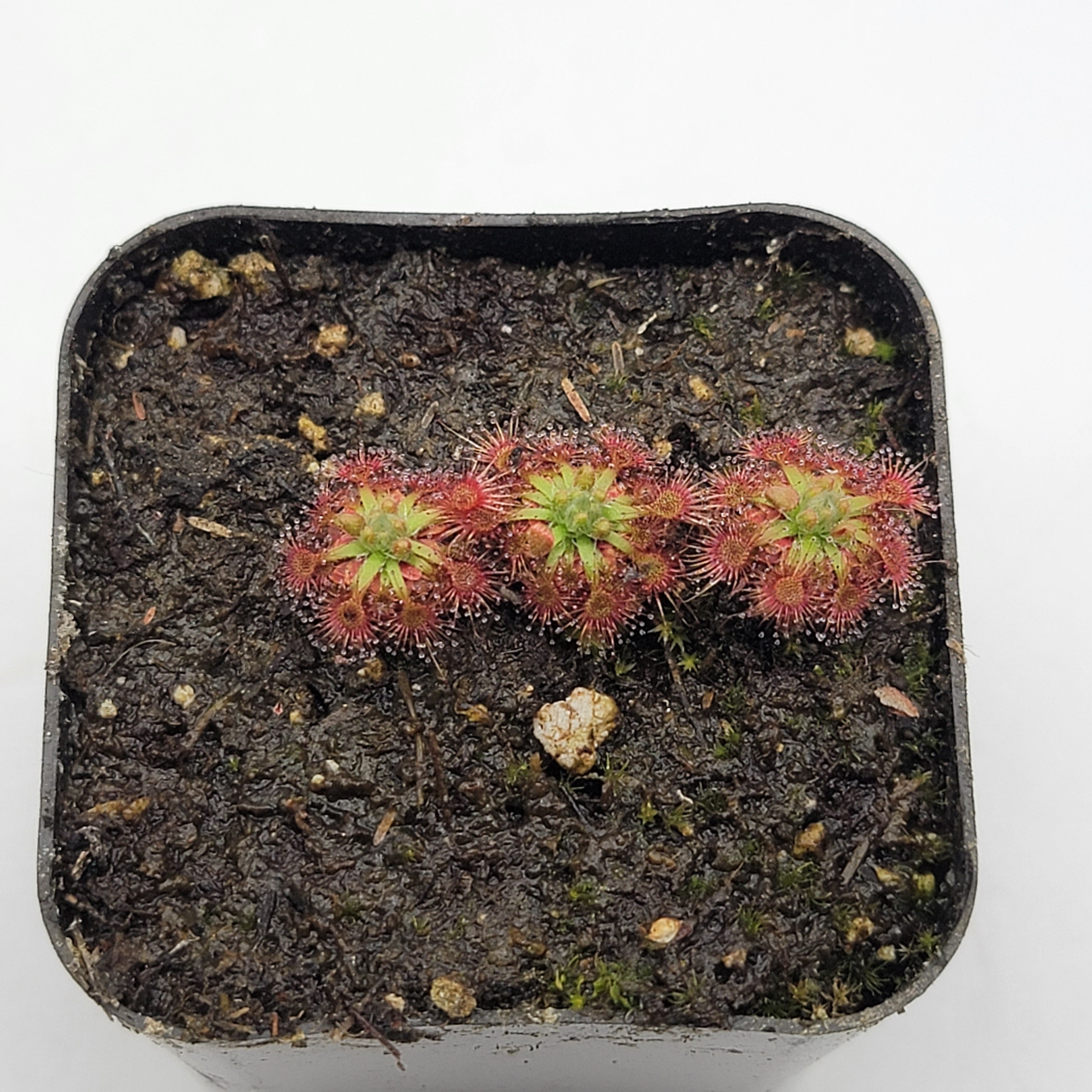 Drosera nitidula - -Rainbow Carnivorous Plants LLC