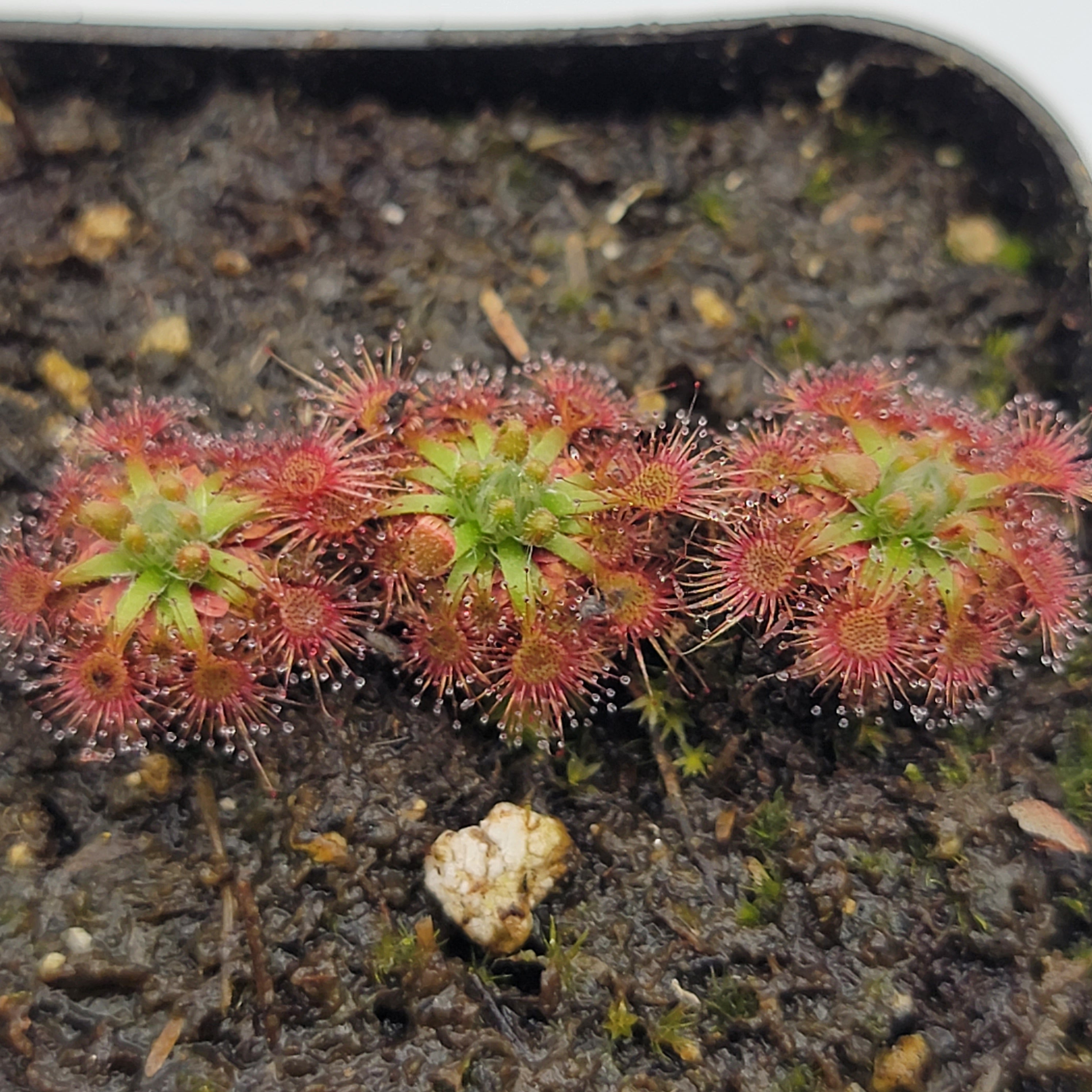 Drosera nitidula - -Rainbow Carnivorous Plants LLC