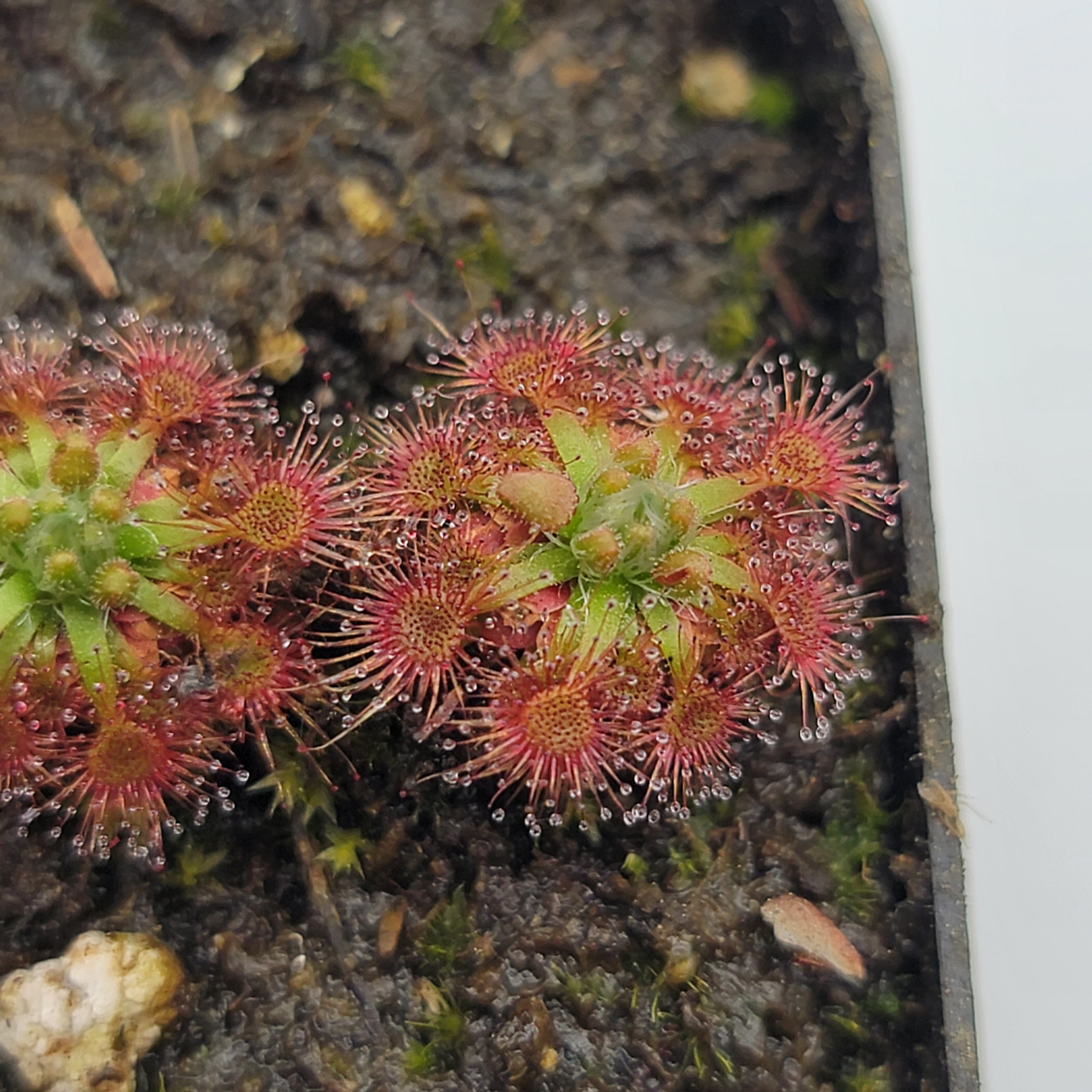 Drosera nitidula - -Rainbow Carnivorous Plants LLC