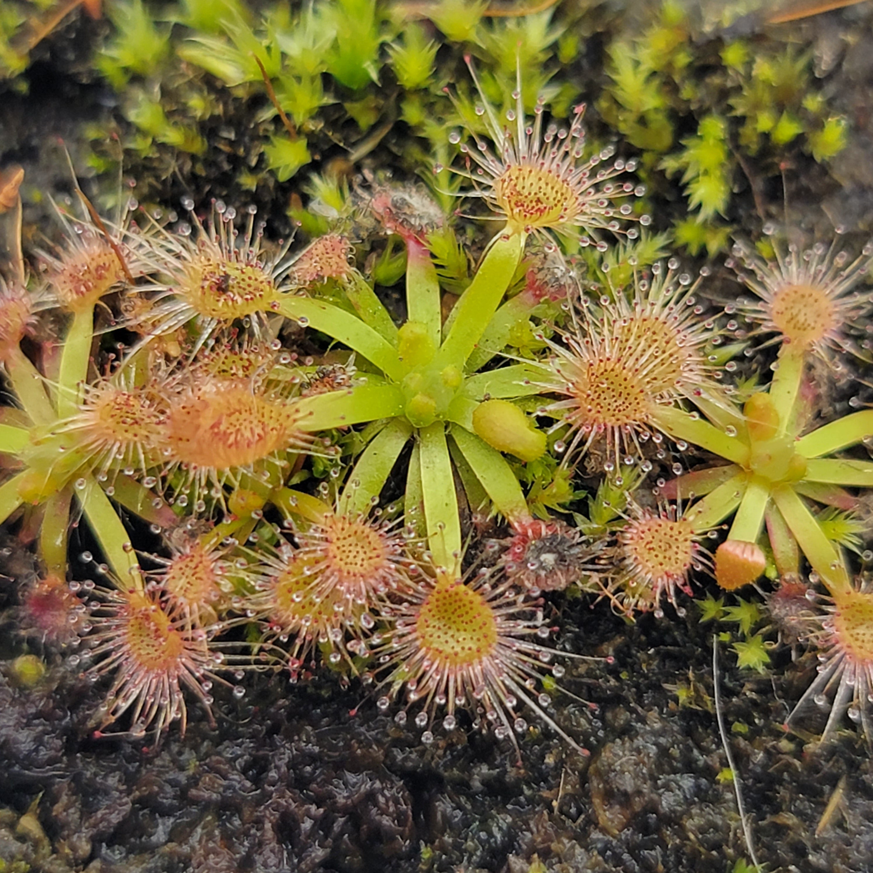 Drosera occidentalis x pulchella - -Rainbow Carnivorous Plants LLC