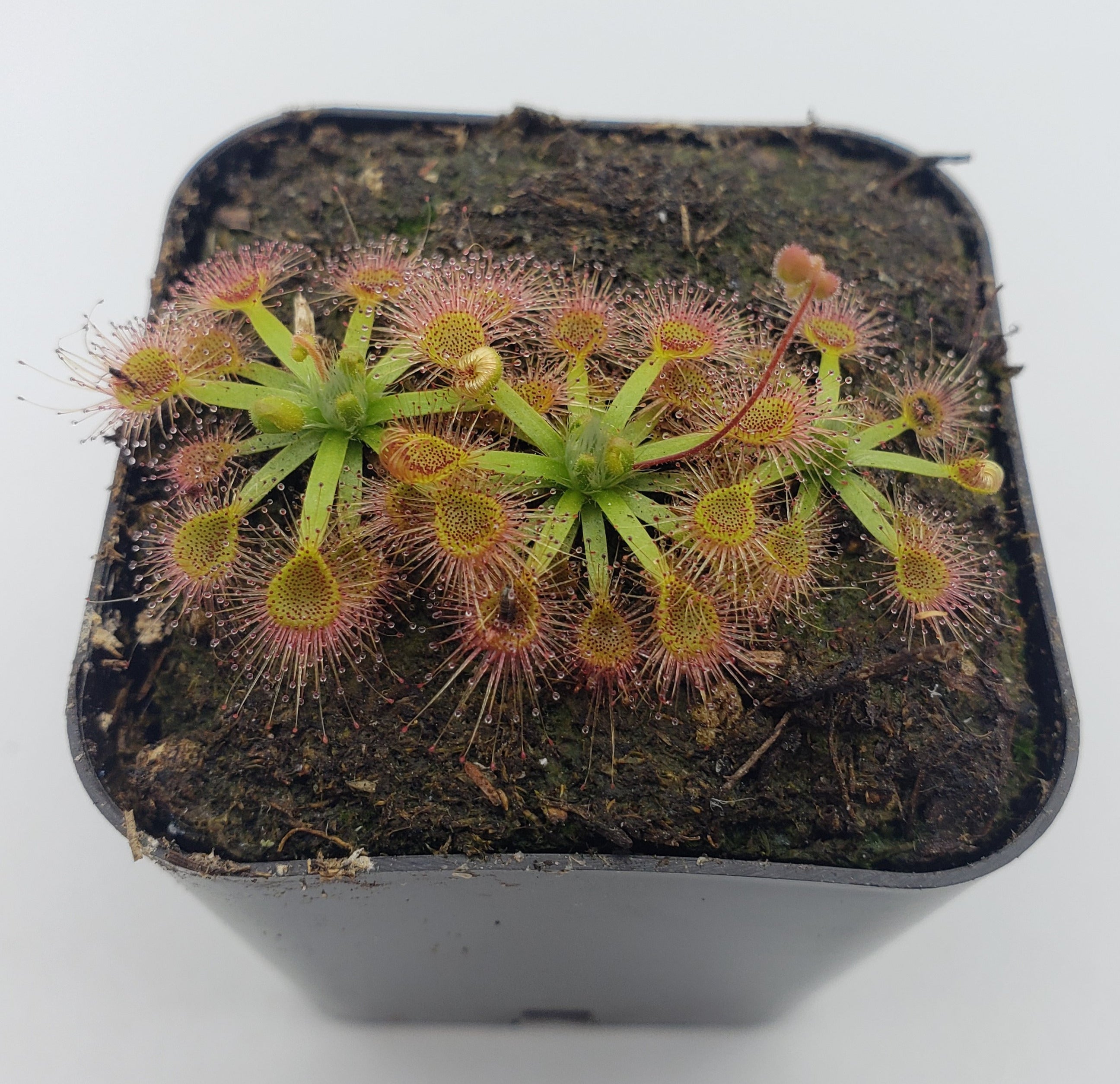 Drosera omissa x pulchella -Live carnivorous plant- - -Rainbow Carnivorous Plants LLC