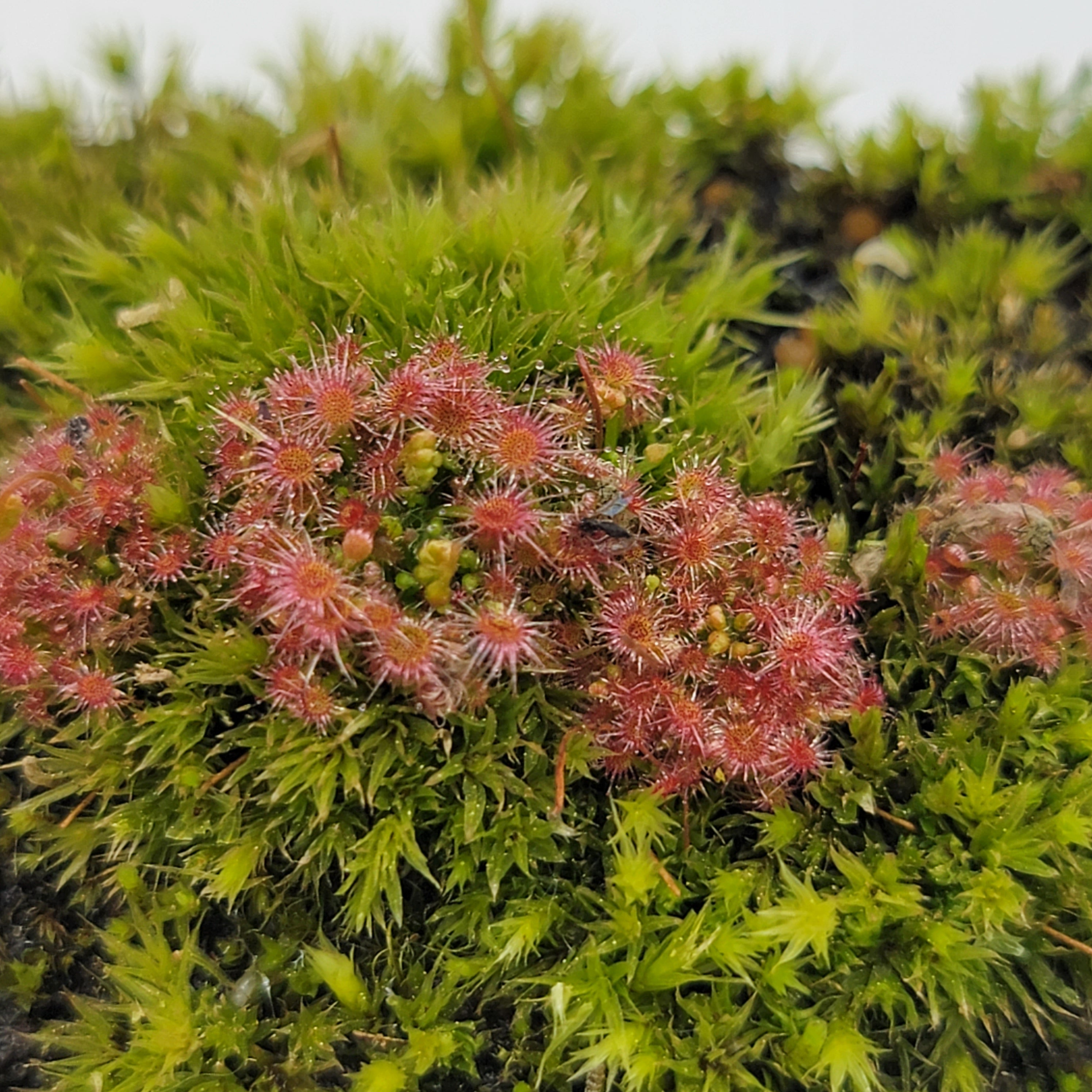 Drosera sargentii - -Rainbow Carnivorous Plants LLC