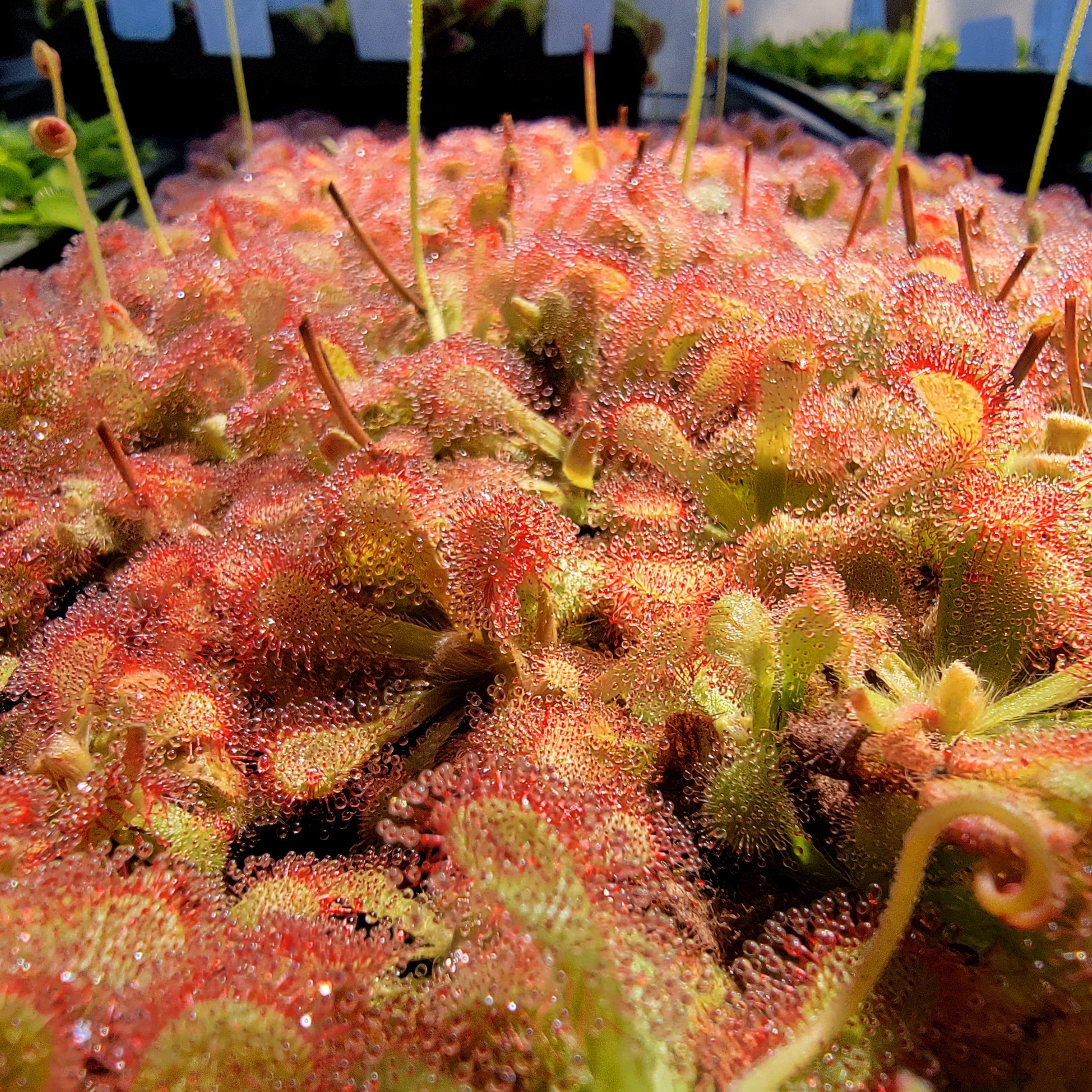 Drosera venusta - -Rainbow Carnivorous Plants LLC