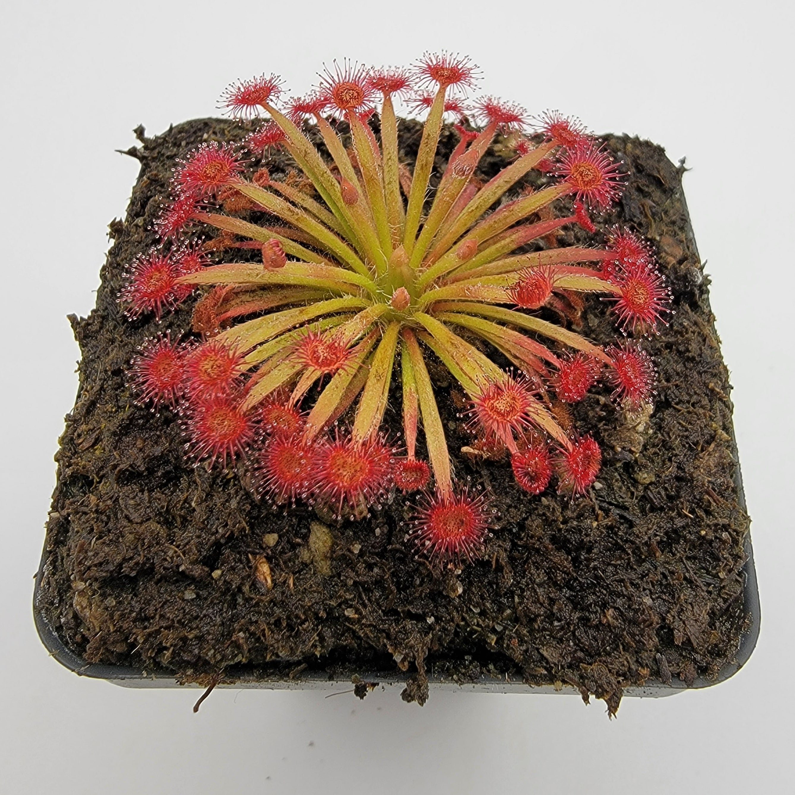 Drosera aff. lanata 'Flying Fox Creek, NT' x ordensis -Live carnivorous plant- - -Rainbow Carnivorous Plants LLC