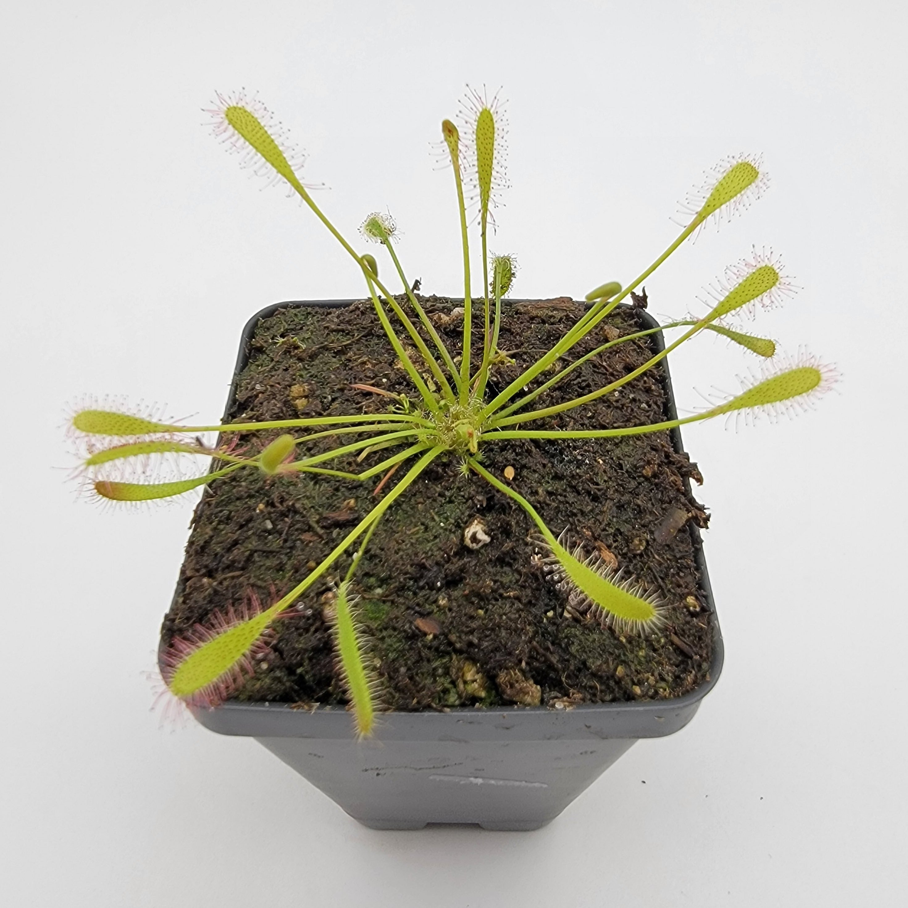 Drosera anglica -Live carnivorous plant- - Rainbow Carnivorous Plants LLC