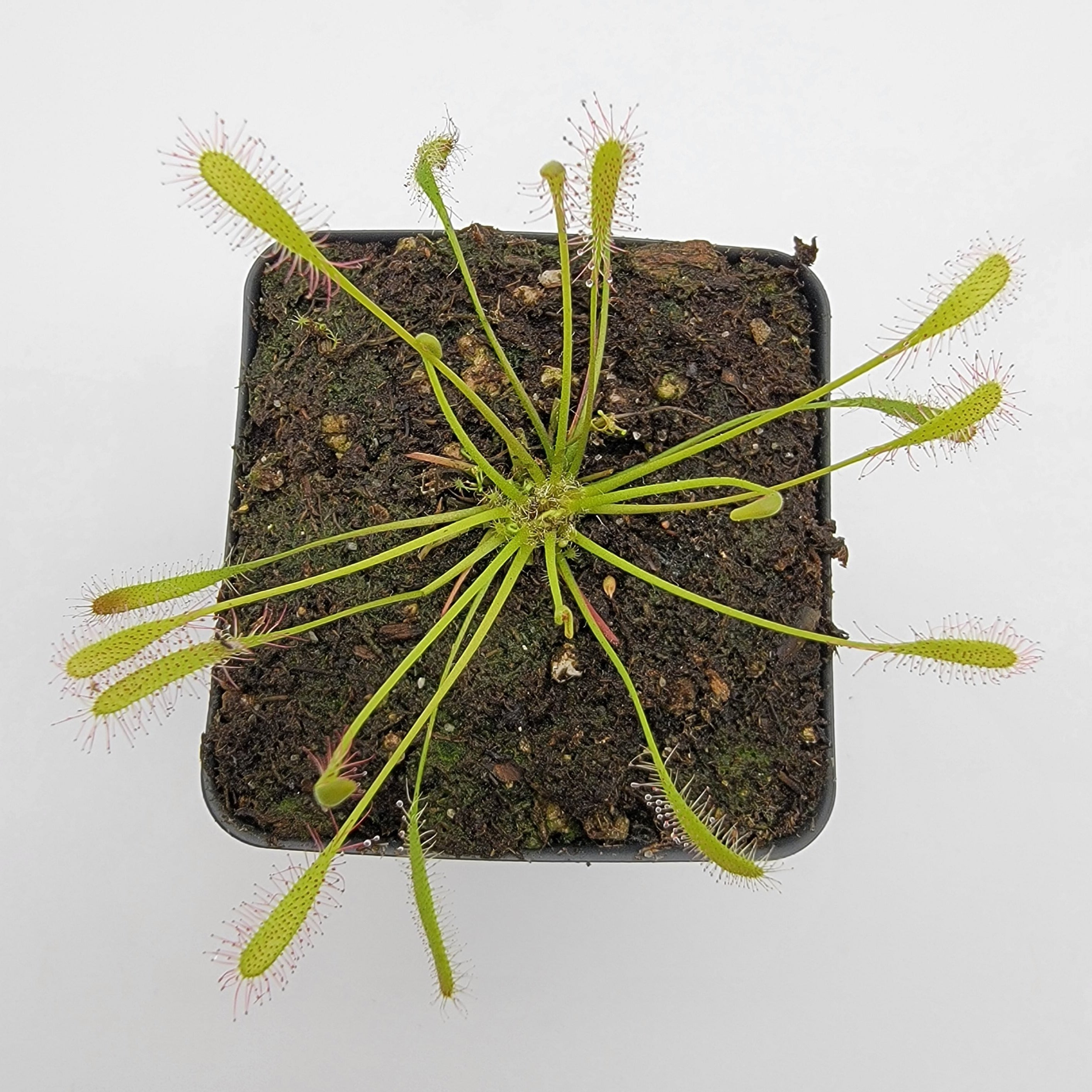 Drosera anglica -Live carnivorous plant- - -Rainbow Carnivorous Plants LLC