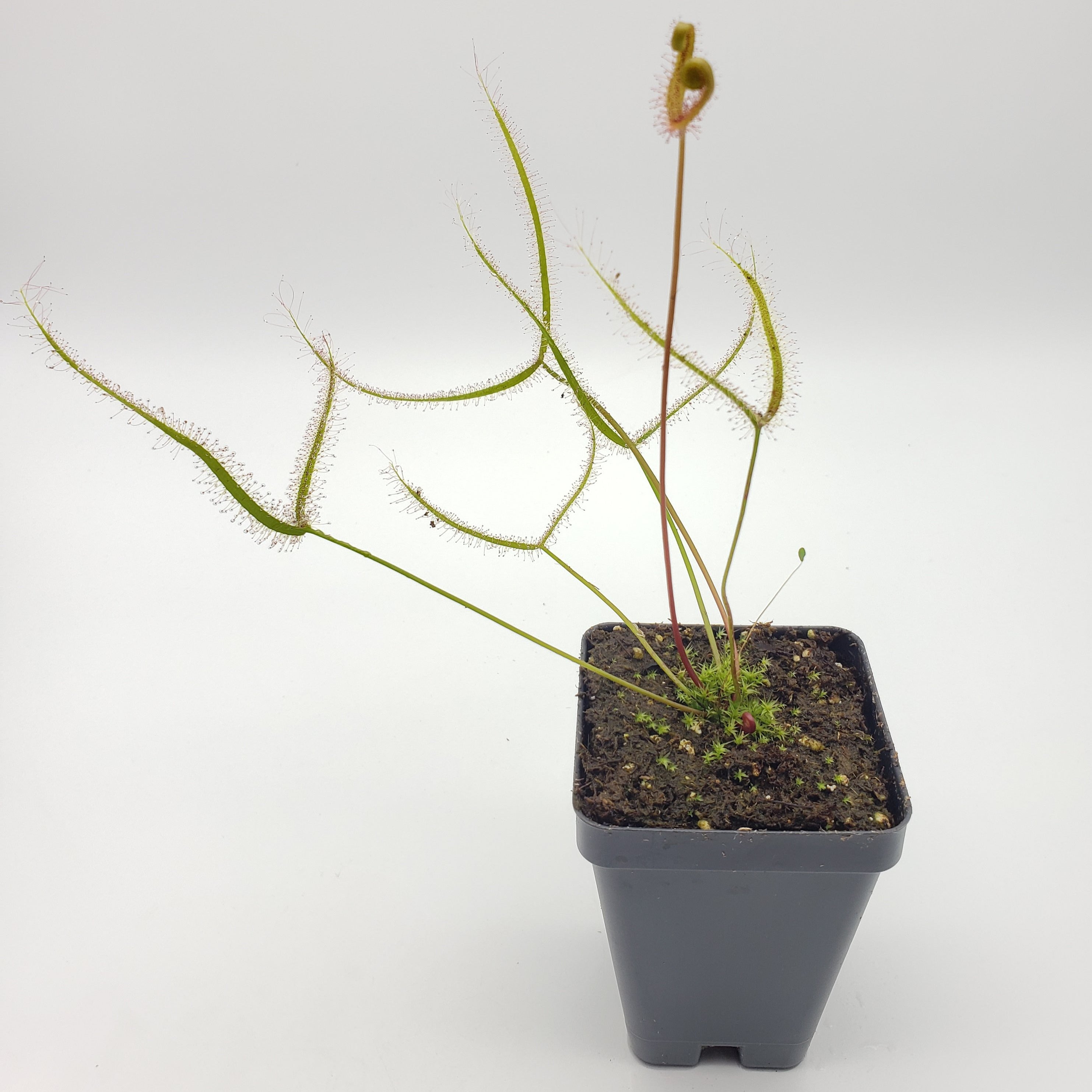 Drosera binata golden "Giant" (Forked Sundew) -Live carnivorous plant- Fungus gnat catcher - -Rainbow Carnivorous Plants LLC