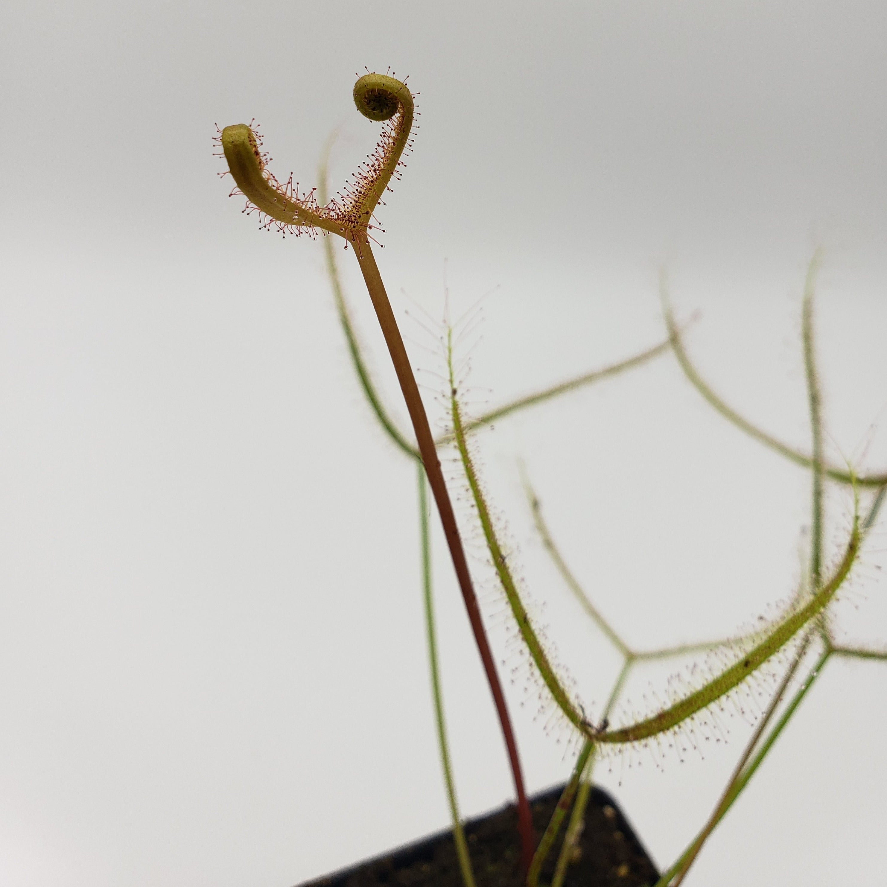 Drosera binata golden "Giant" (Forked Sundew) -Live carnivorous plant- Fungus gnat catcher - -Rainbow Carnivorous Plants LLC