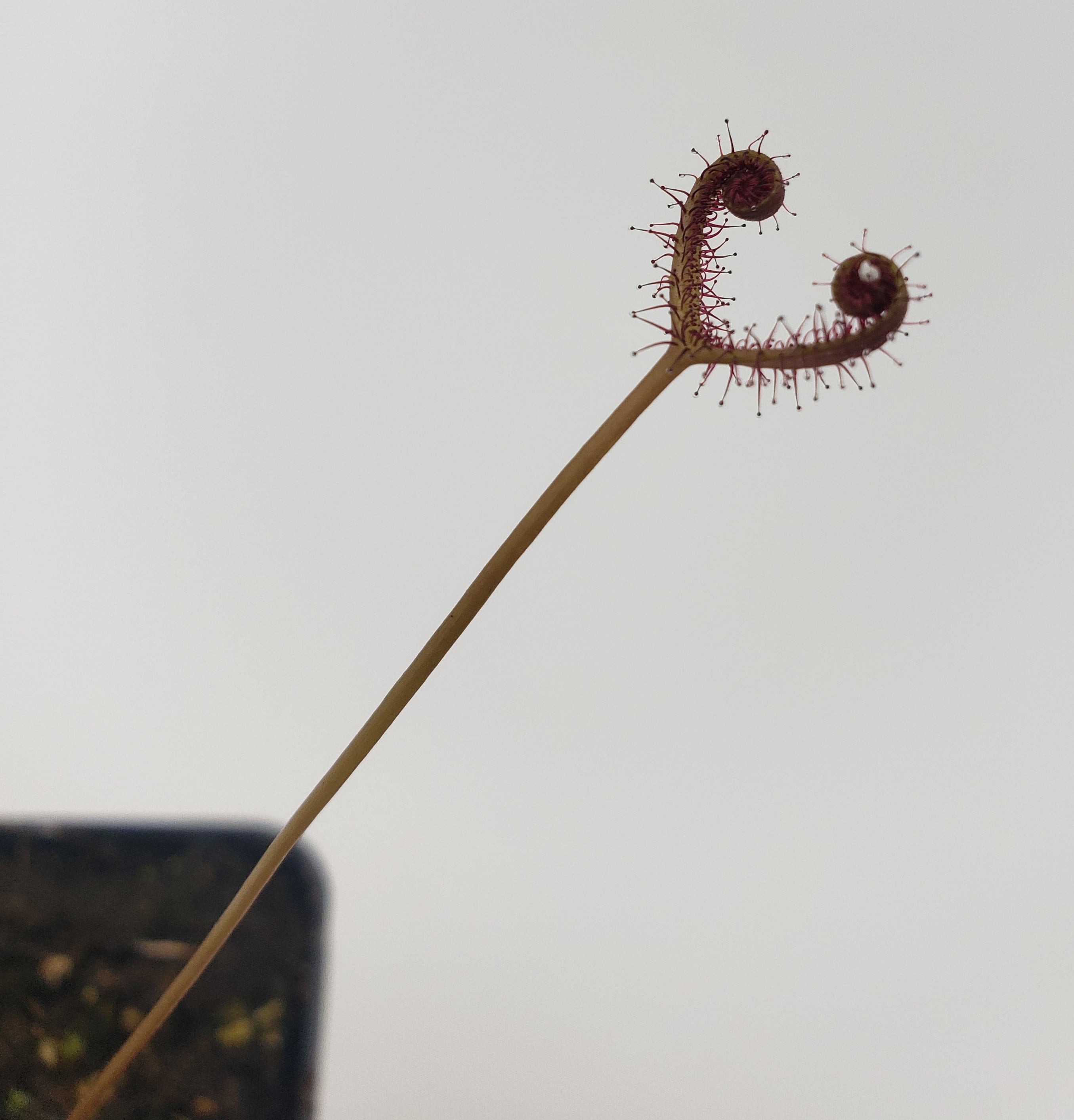 Drosera binata var. multifida extrema -fork-leaf- -Live carnivorous plant- - -Rainbow Carnivorous Plants LLC
