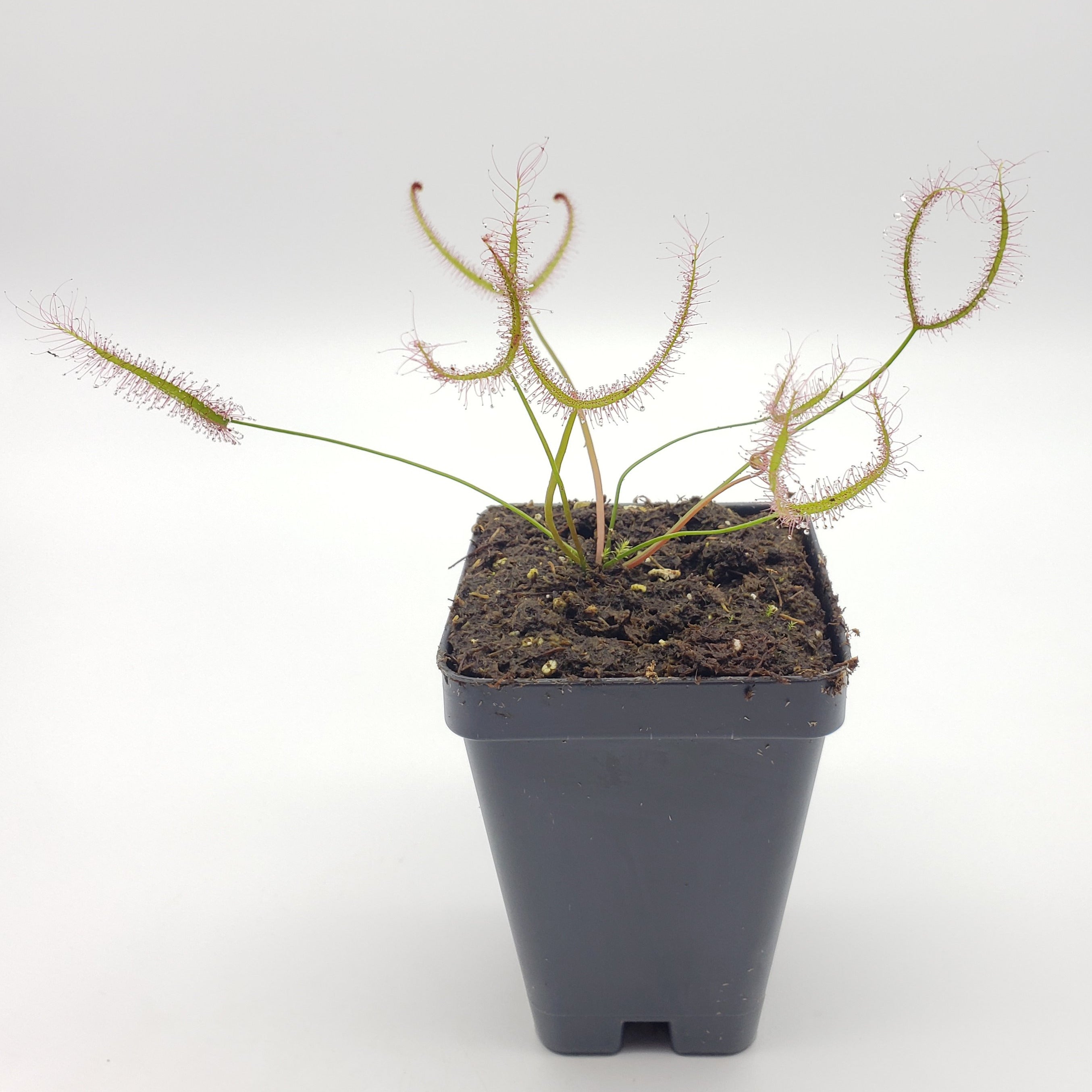 Drosera binata var. multifida extrema -fork-leaf- -Live carnivorous plant- - -Rainbow Carnivorous Plants LLC