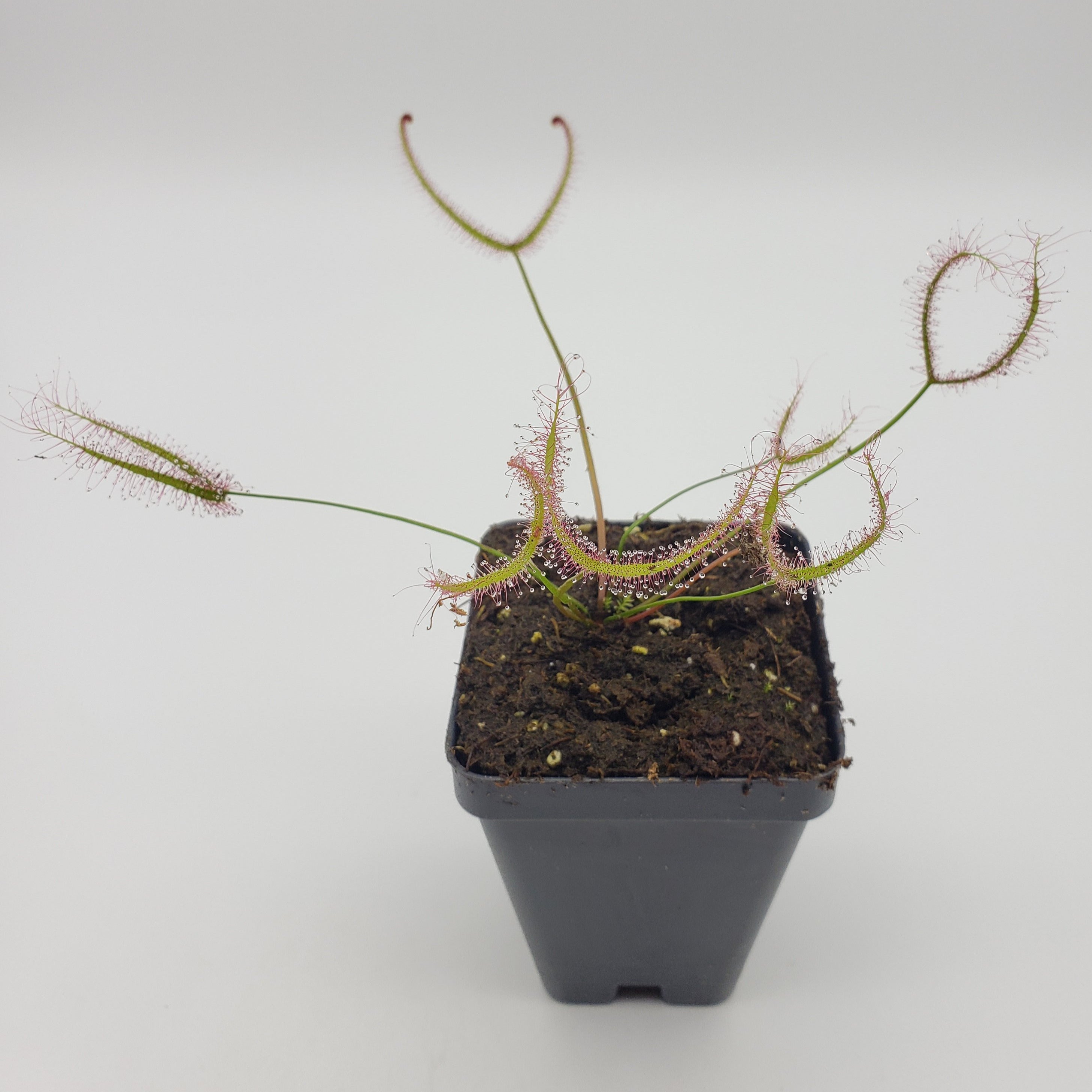 Drosera binata var. multifida extrema -fork-leaf- -Live carnivorous plant- - -Rainbow Carnivorous Plants LLC