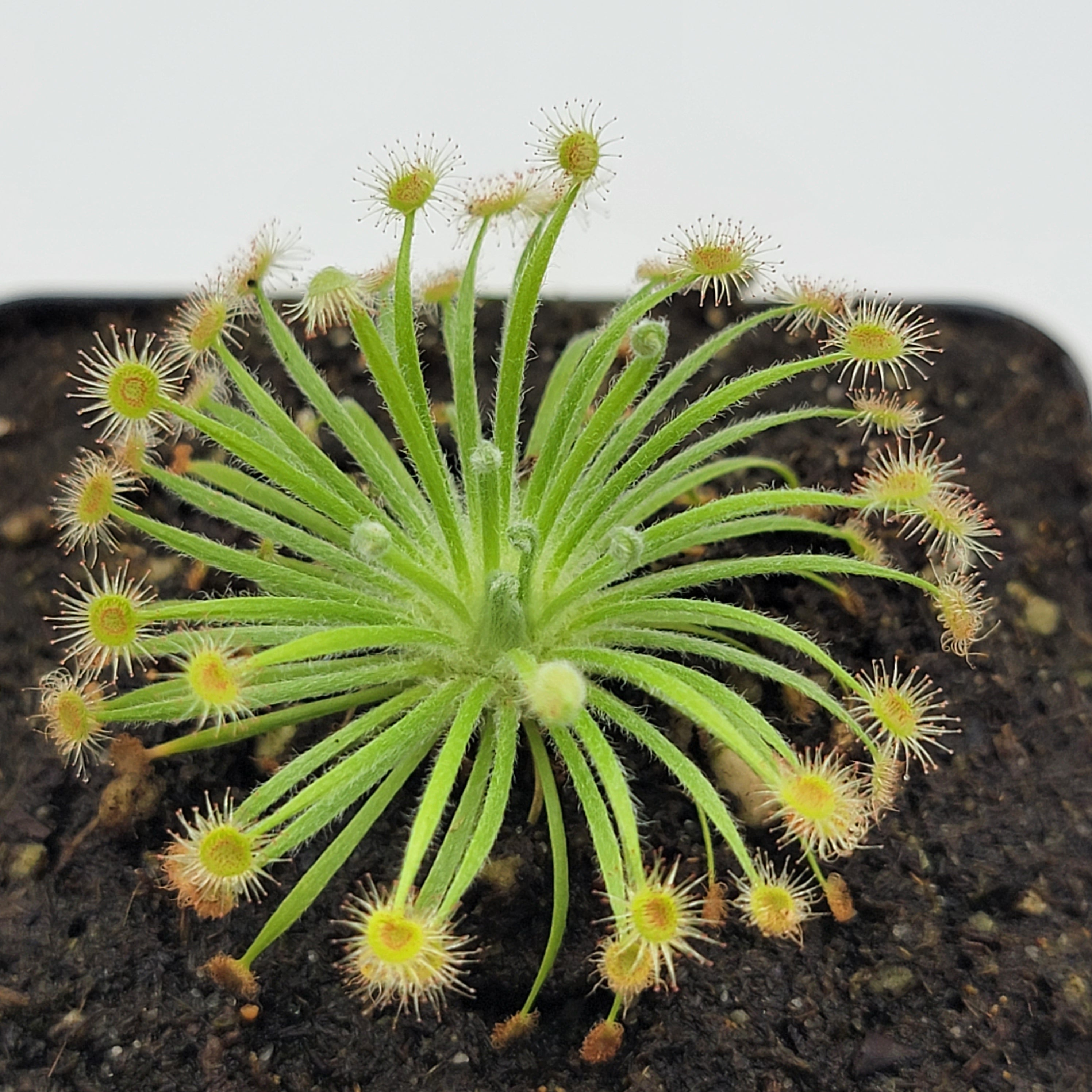 Drosera broomensis - -Rainbow Carnivorous Plants LLC
