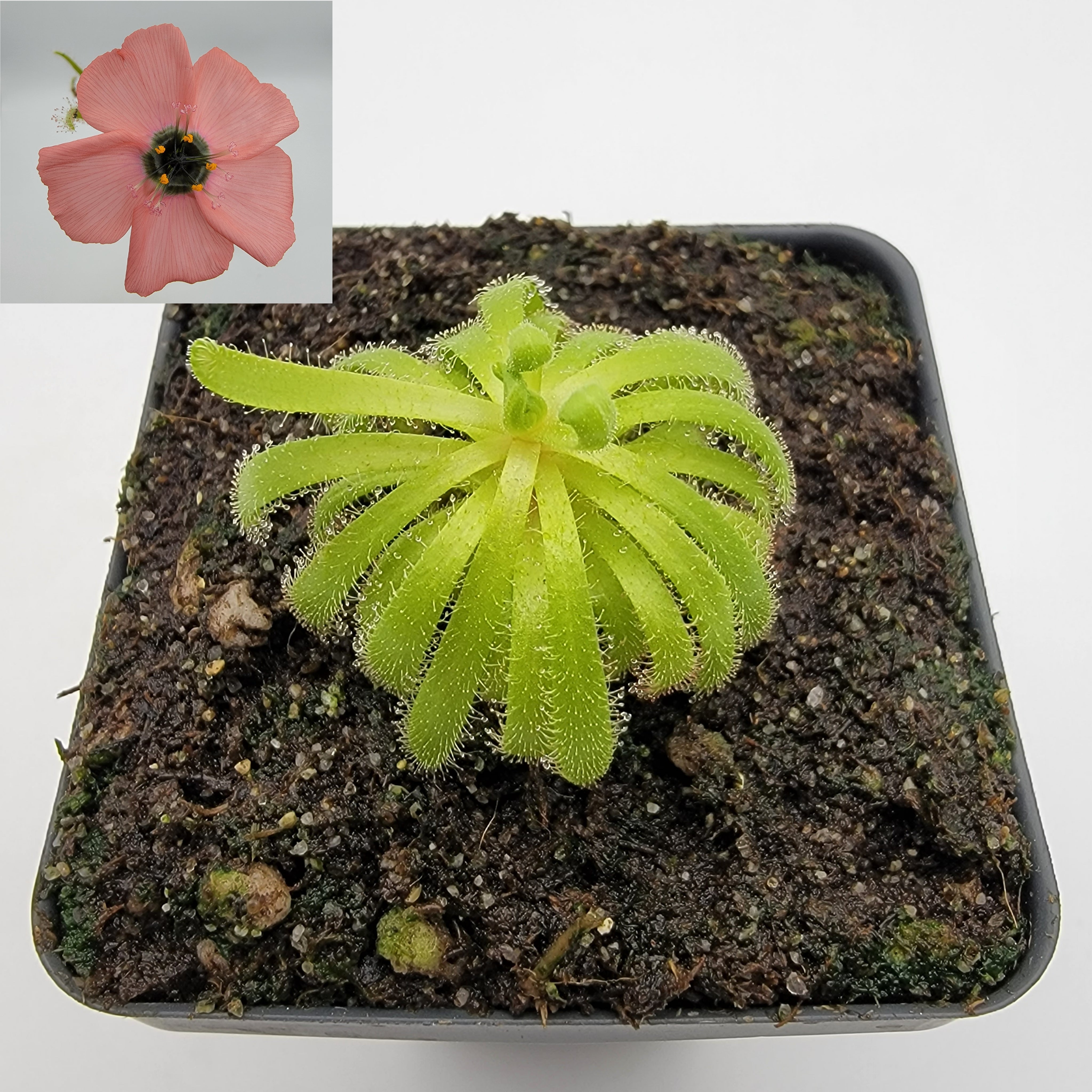 Drosera cistiflora (salmon flower) -Drosera -Rainbow Carnivorous Plants LLC