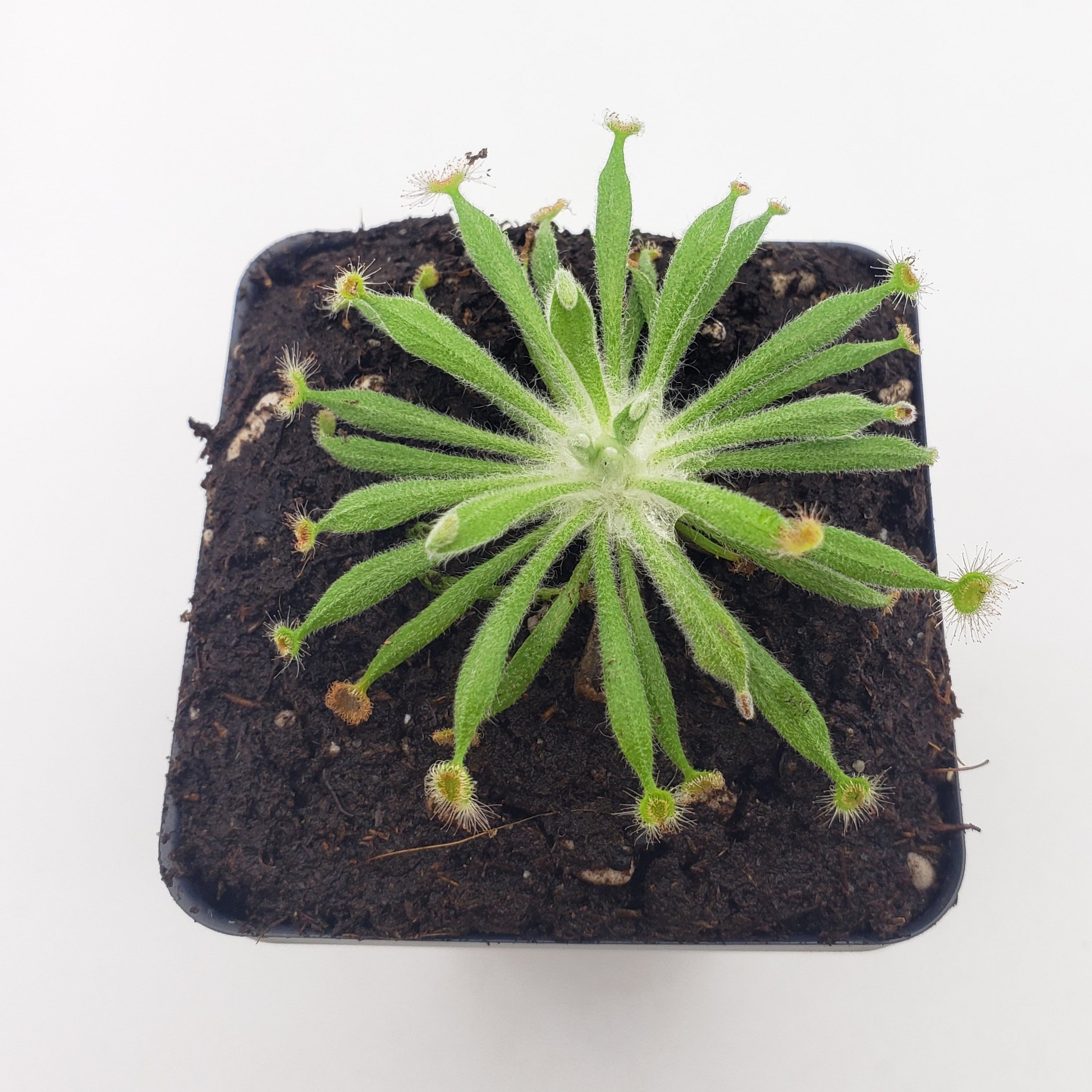 Drosera ordensis -Live carnivorous plant- - -Rainbow Carnivorous Plants LLC