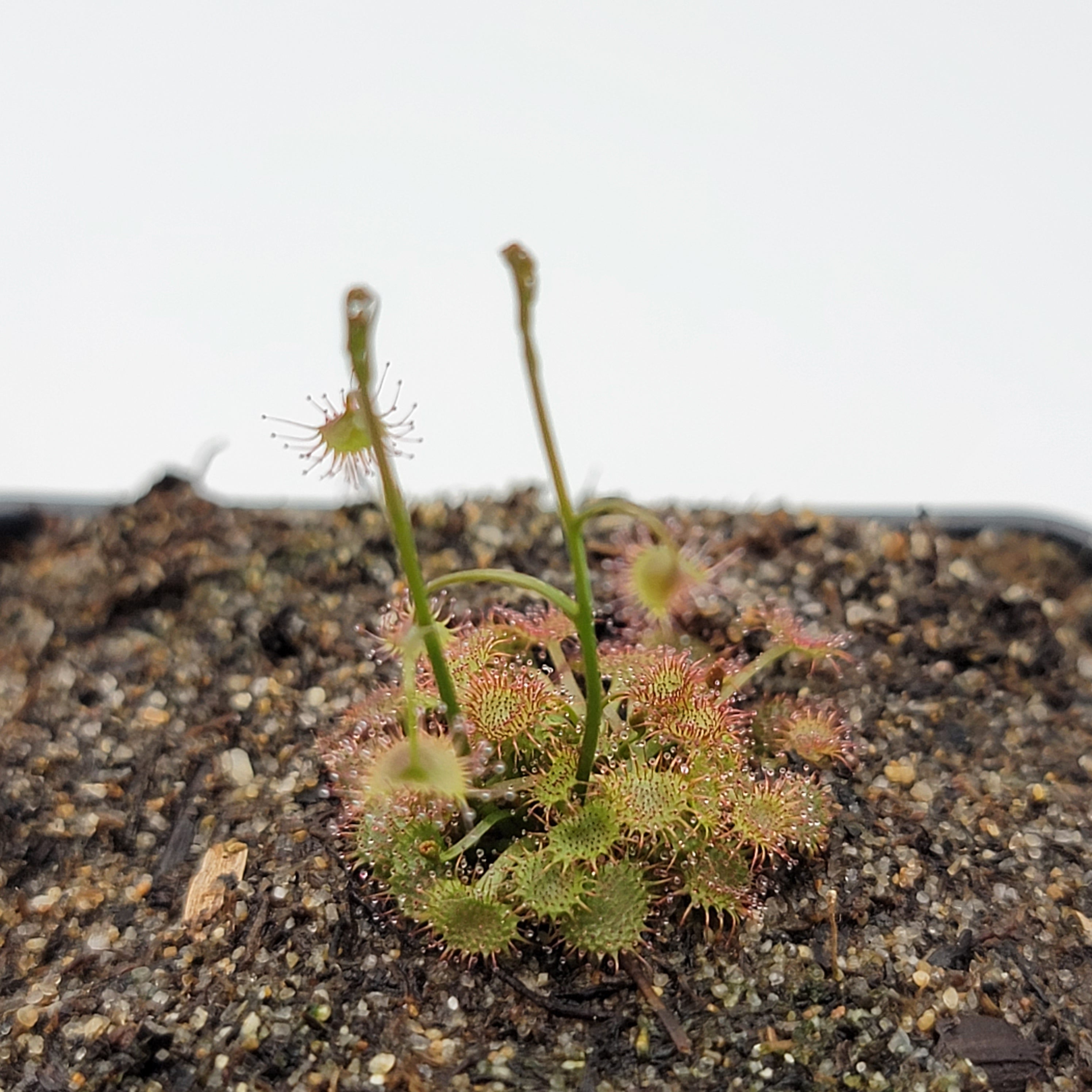 Drosera gracilis {Asgard Swamp} -Drosera -Rainbow Carnivorous Plants LLC
