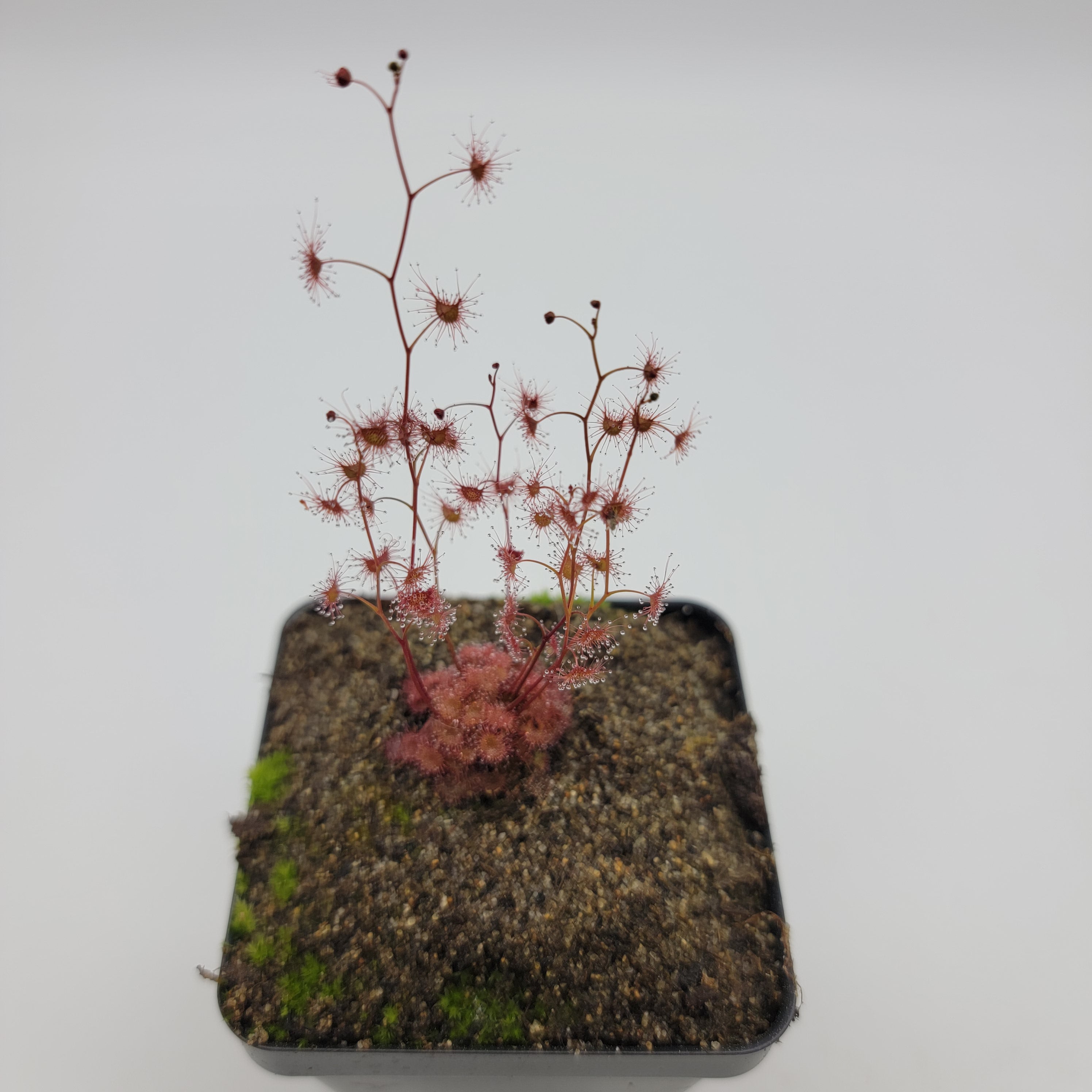 Drosera gracilis {Mount Buffalo, Victoria} -Drosera -Rainbow Carnivorous Plants LLC