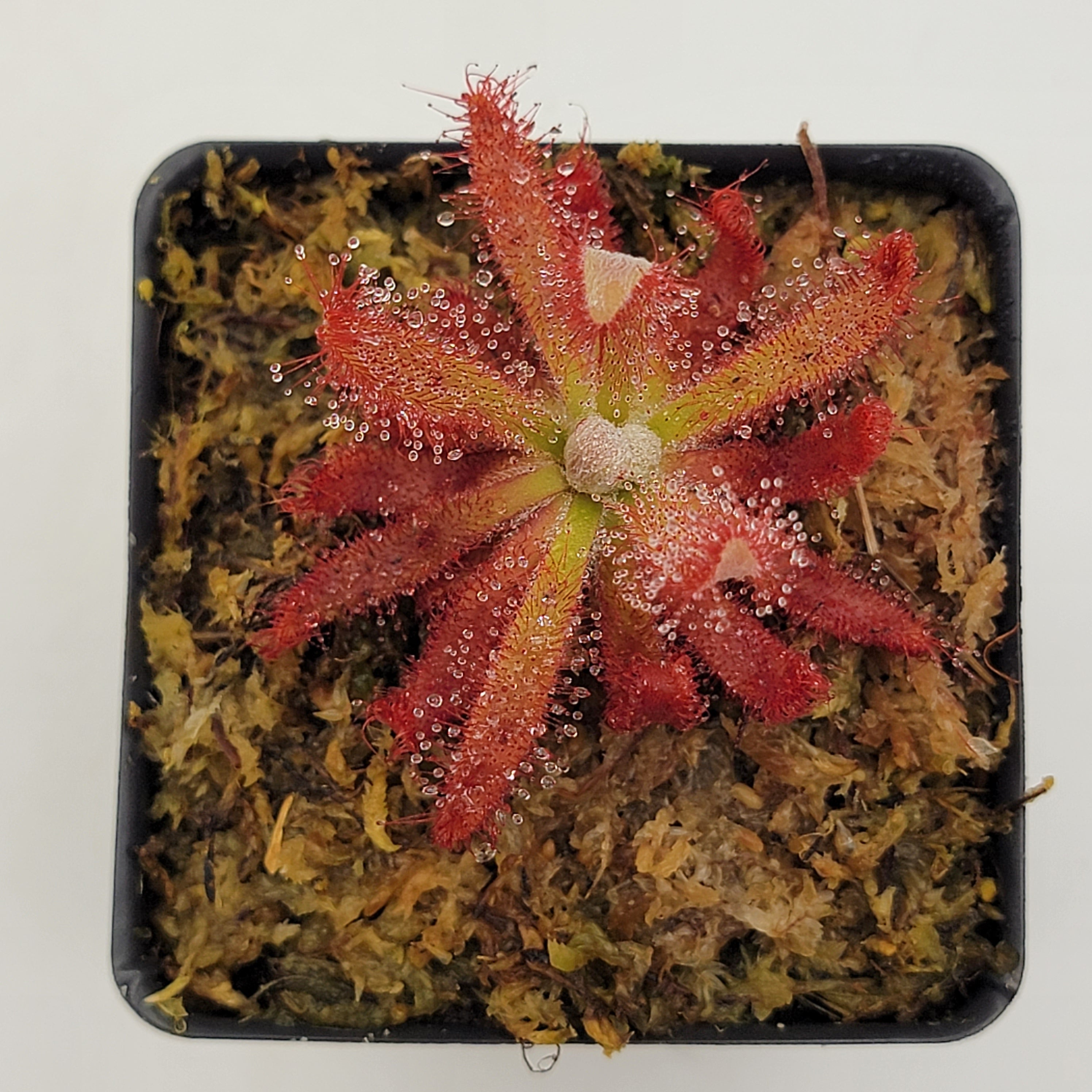Drosera graomogolensis - -Rainbow Carnivorous Plants LLC
