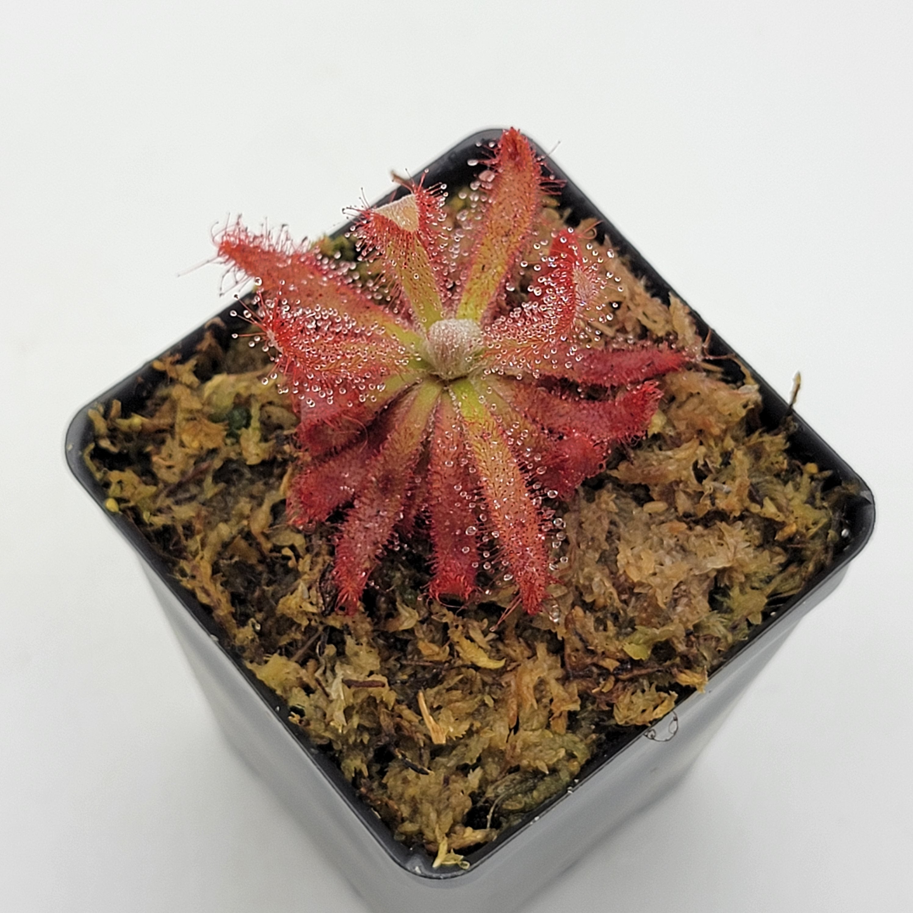 Drosera graomogolensis - -Rainbow Carnivorous Plants LLC